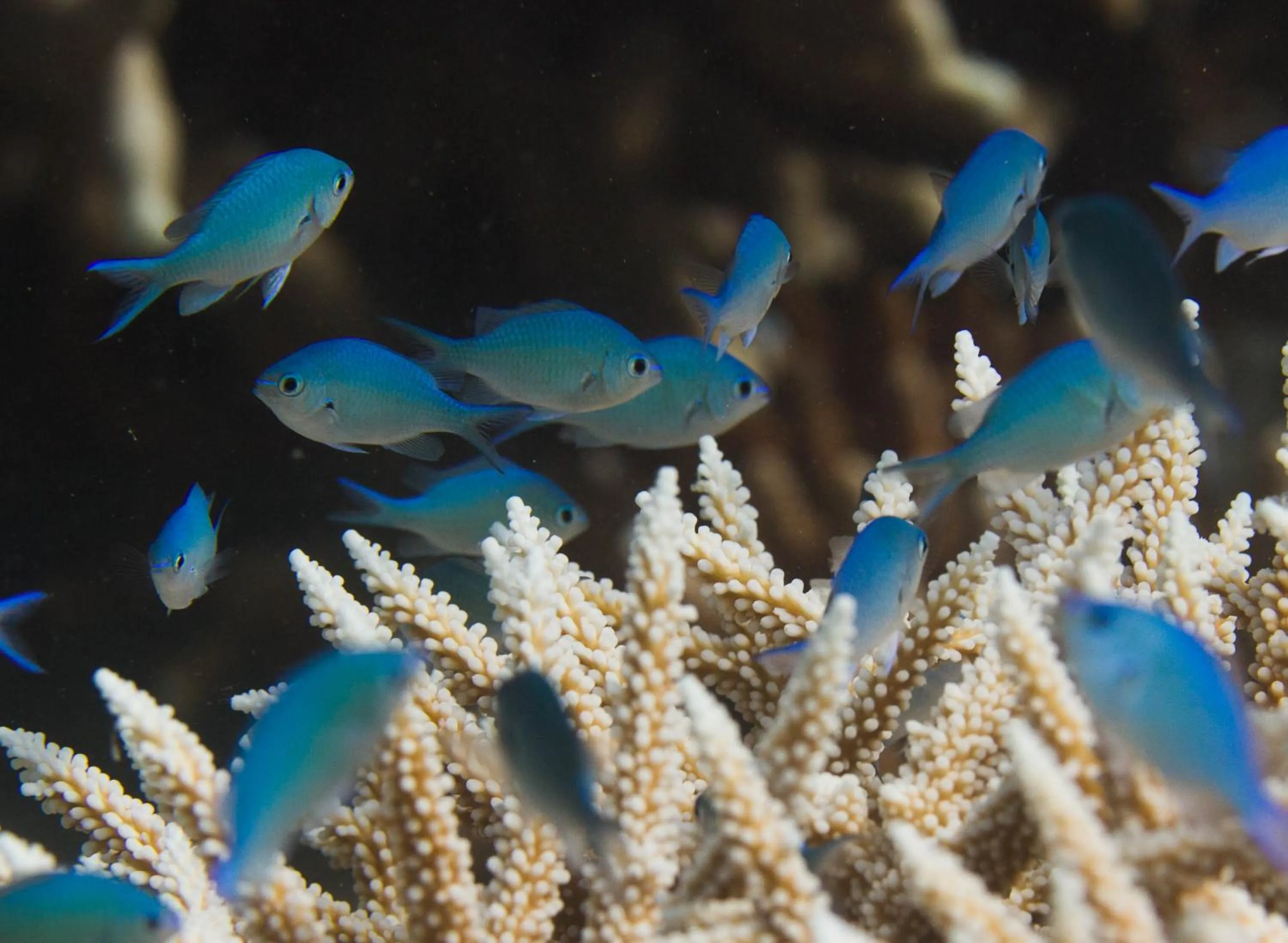 Snorkeling in Dhawa Ihuru, part of Banyan Group