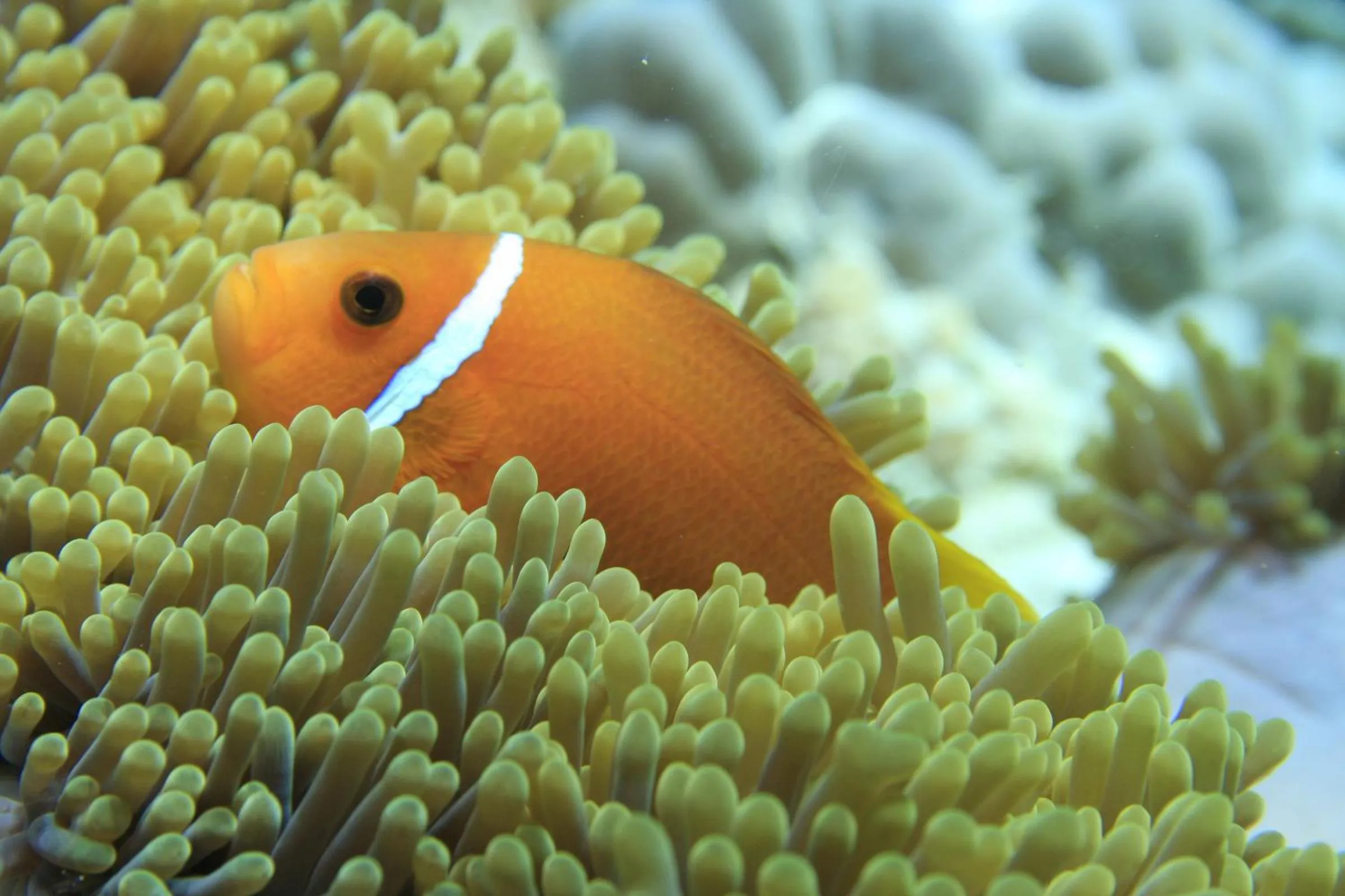 Animals in Dhawa Ihuru, part of Banyan Group