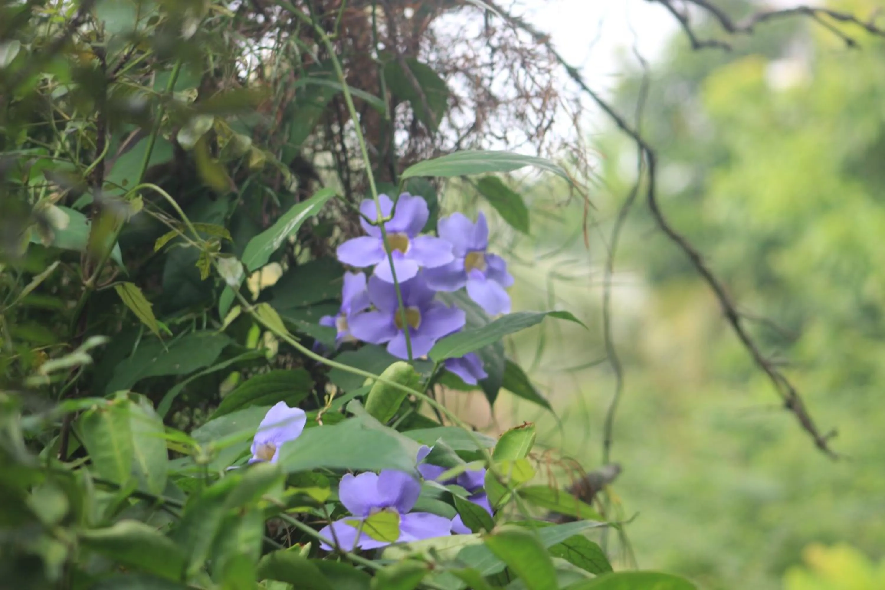 Garden in Atelier