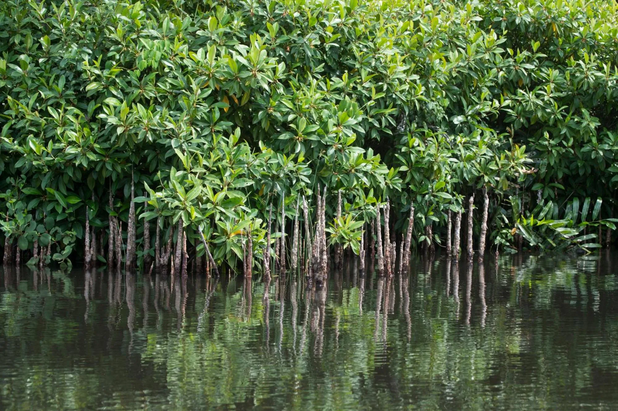 Canoeing in KAJU GREEN eco lodges