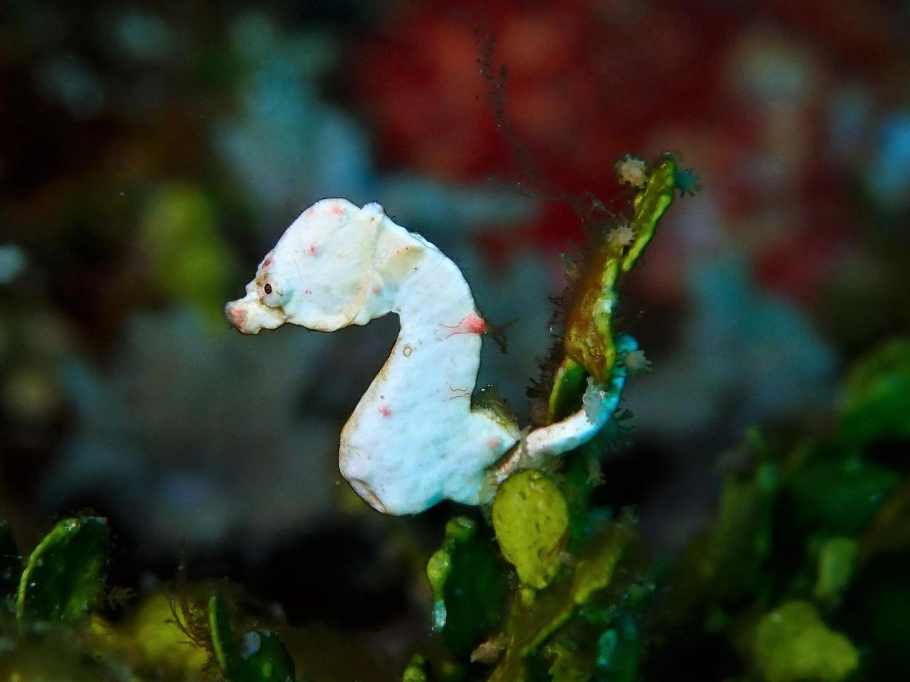 Fire Island Guest House