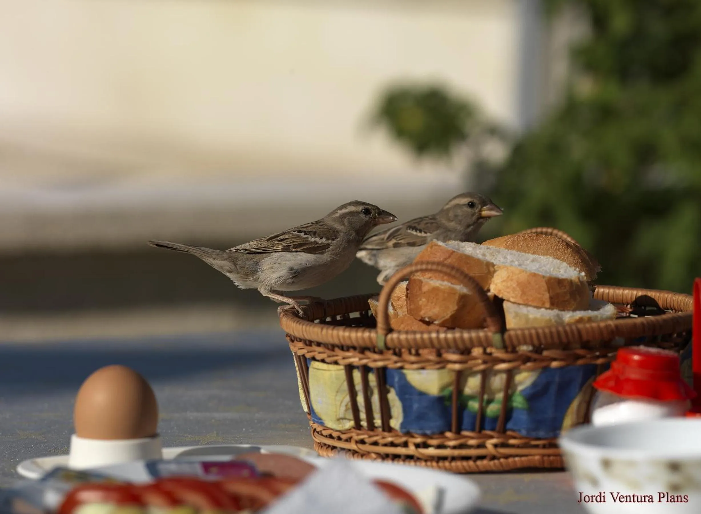 Food close-up in Arif Cave Hotel