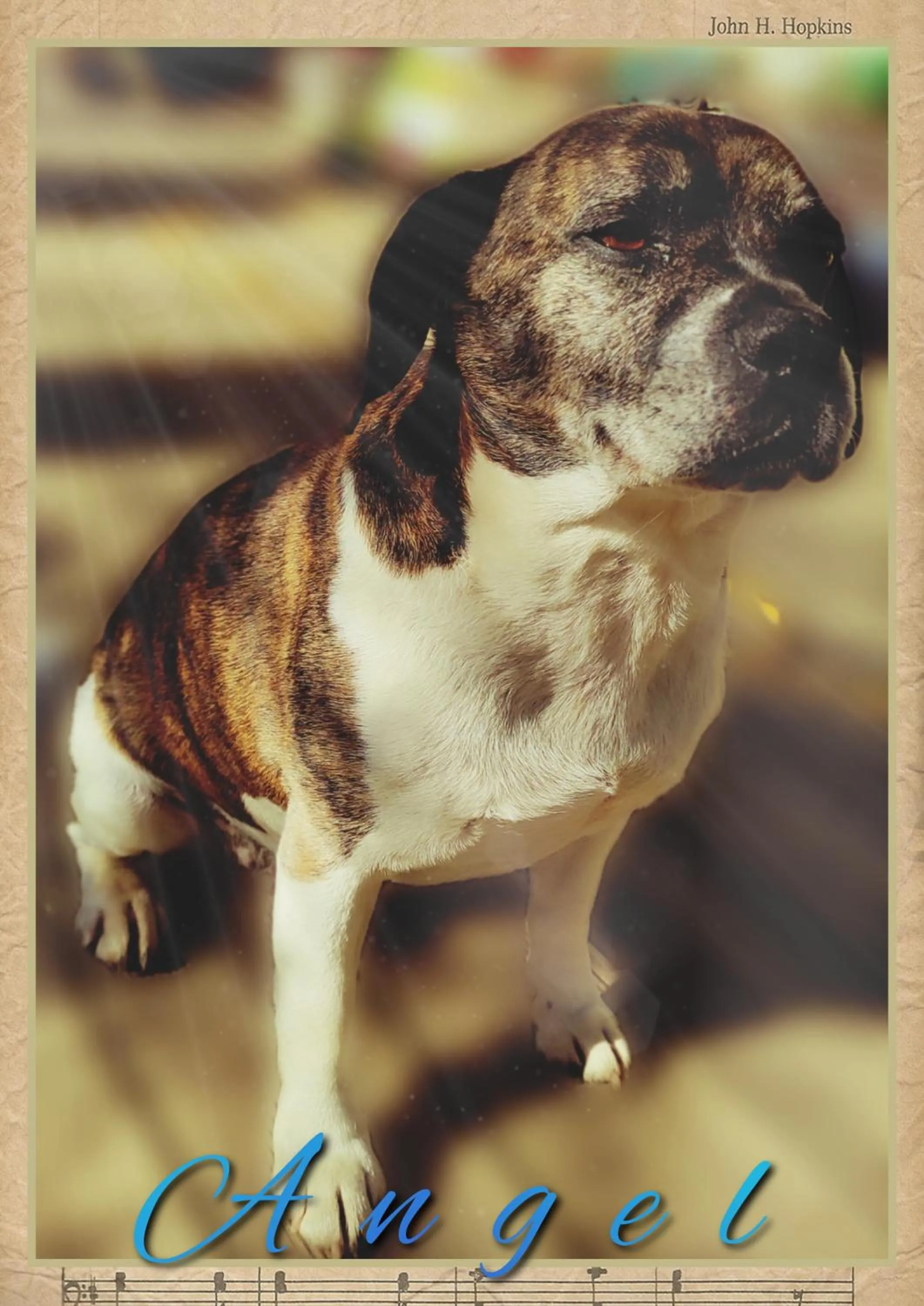 Pets in Skymist Maison d'hôtes