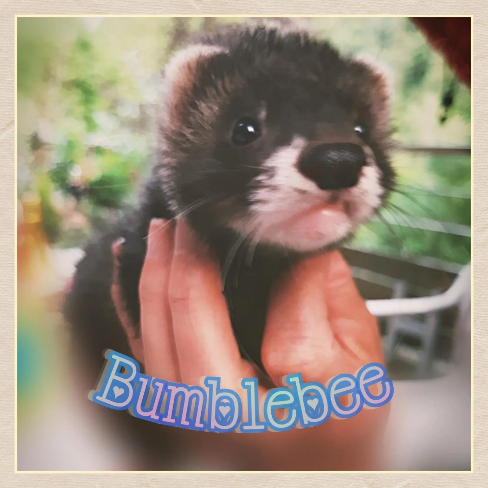 Animals in Skymist Maison d'hôtes