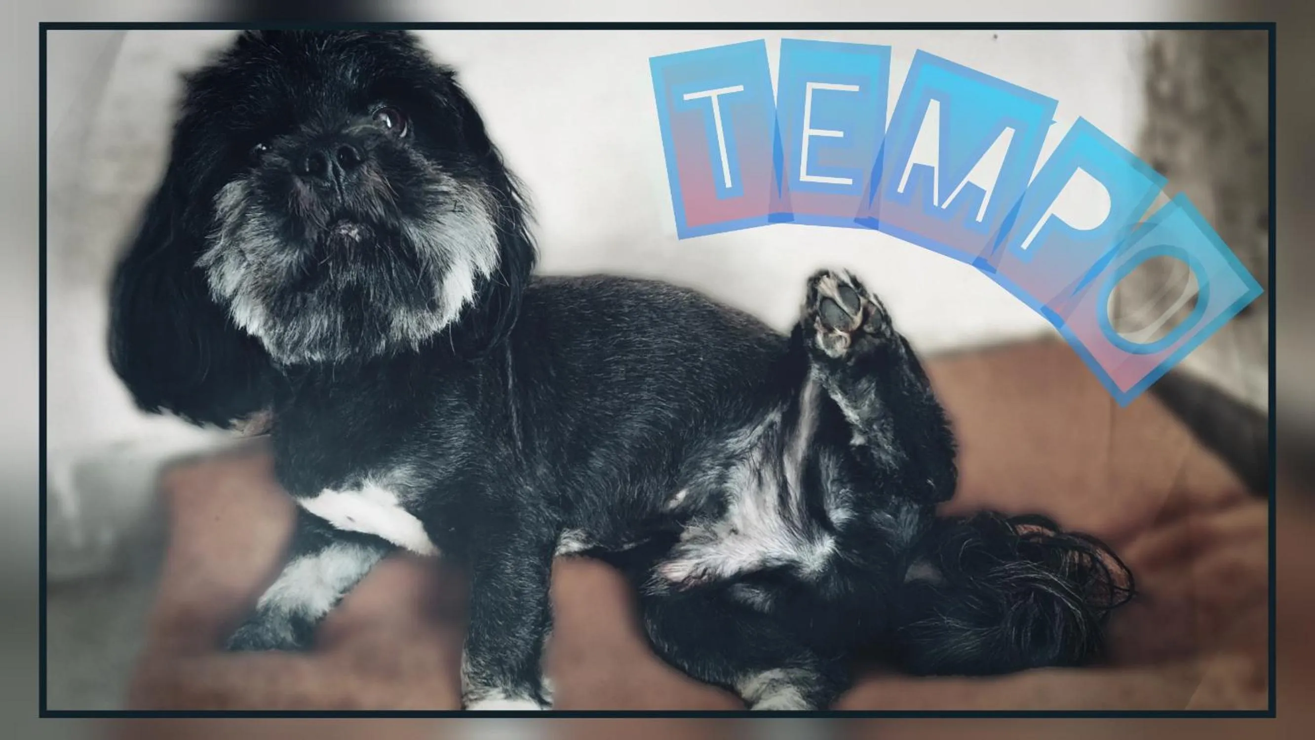 Pets in Skymist Maison d'hôtes