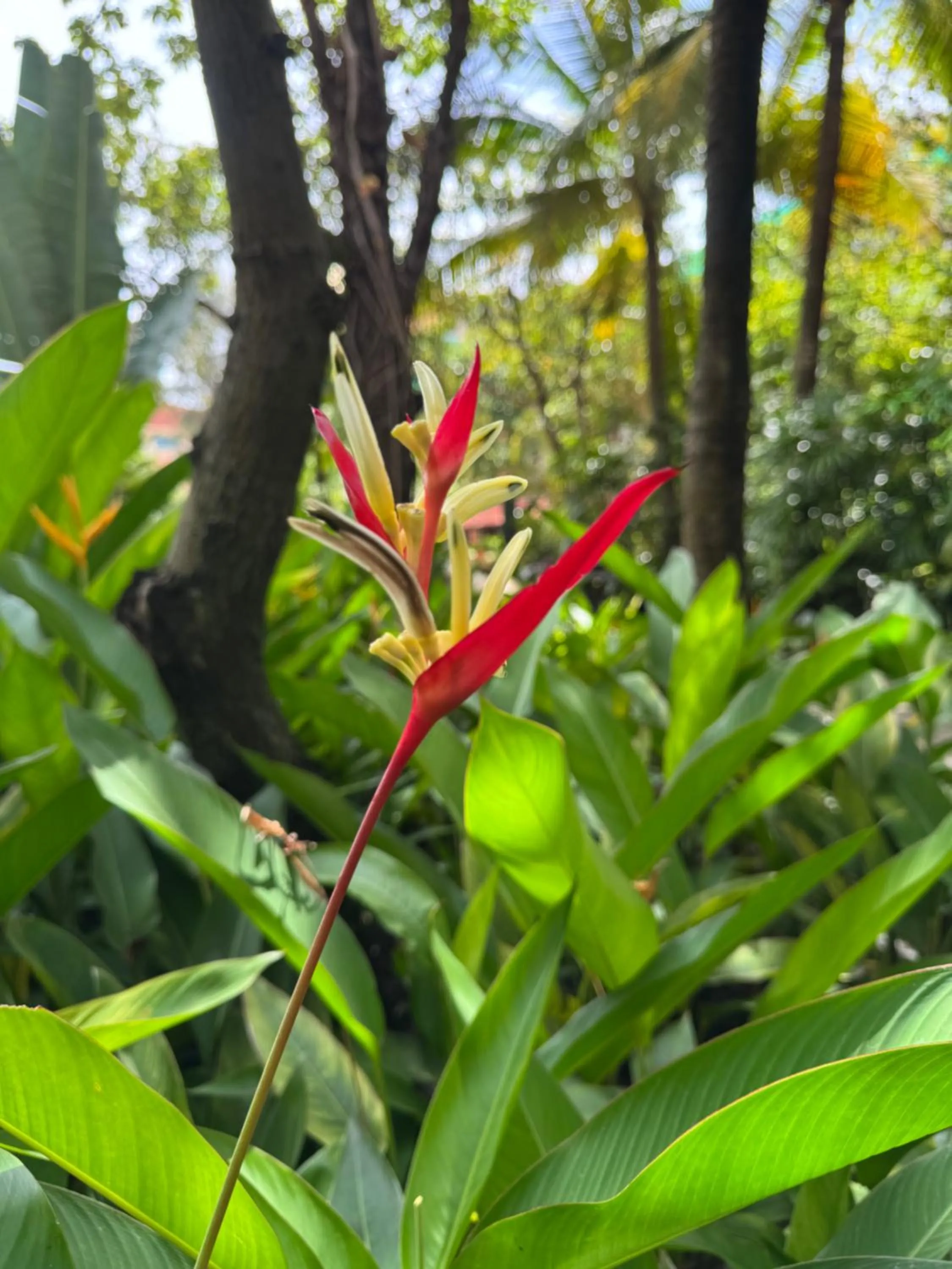 Garden in Hotel Somadevi Angkor Resort & Spa