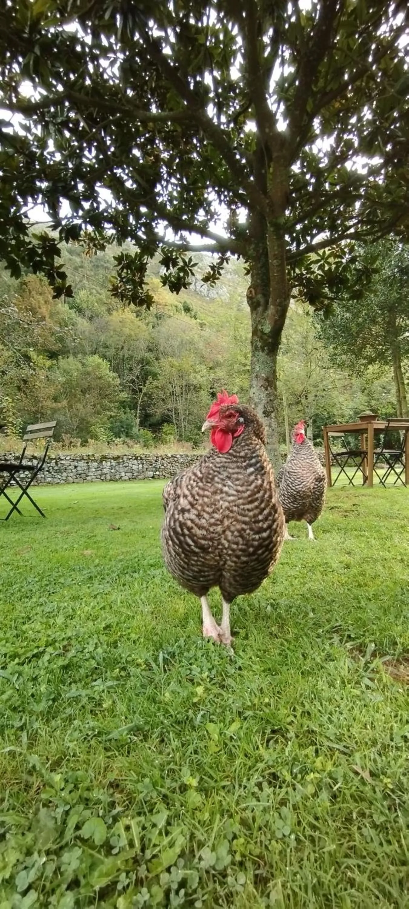 Bajo Los Tilos