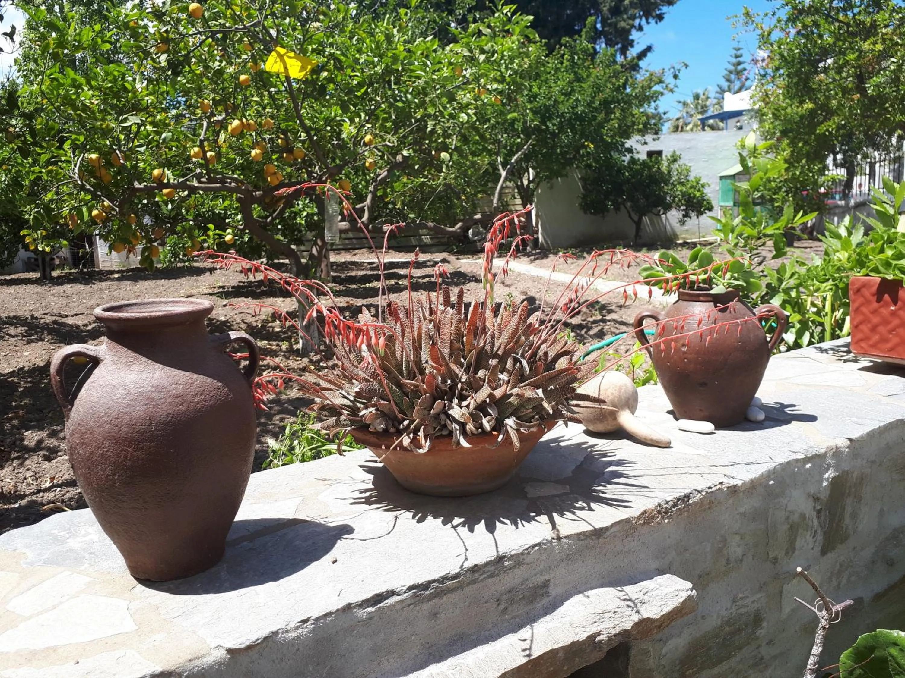 Garden in Margarita Studios