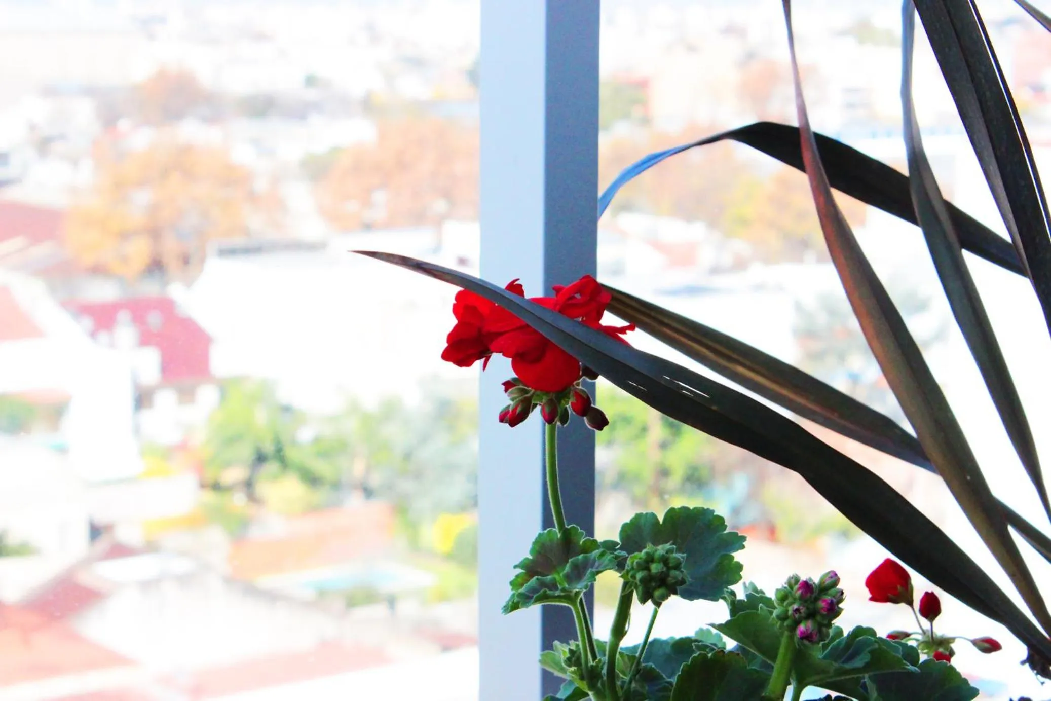 Decorative detail in Hotel Boutique Devoto