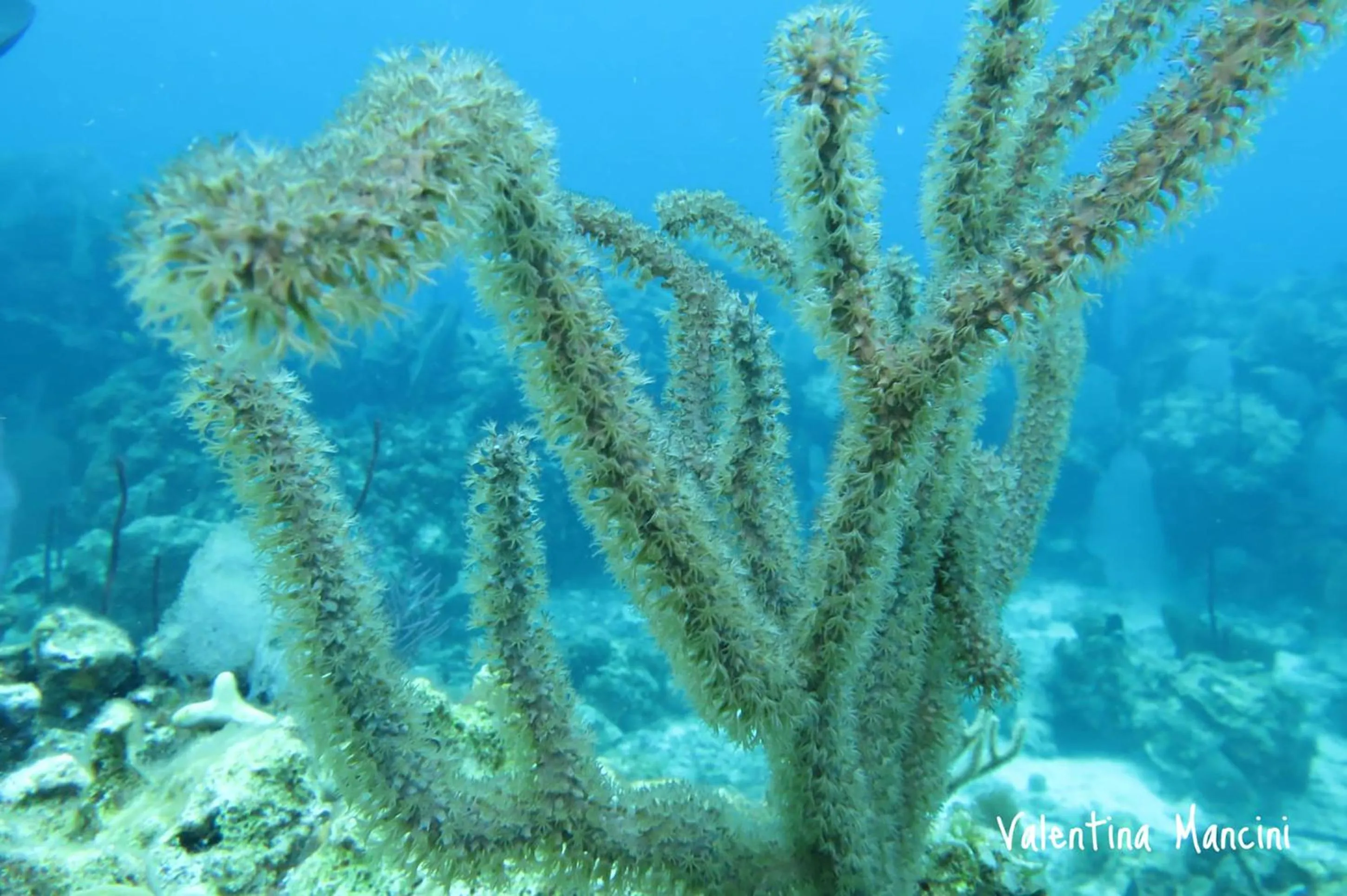 Vista de Águilas Ecolodge