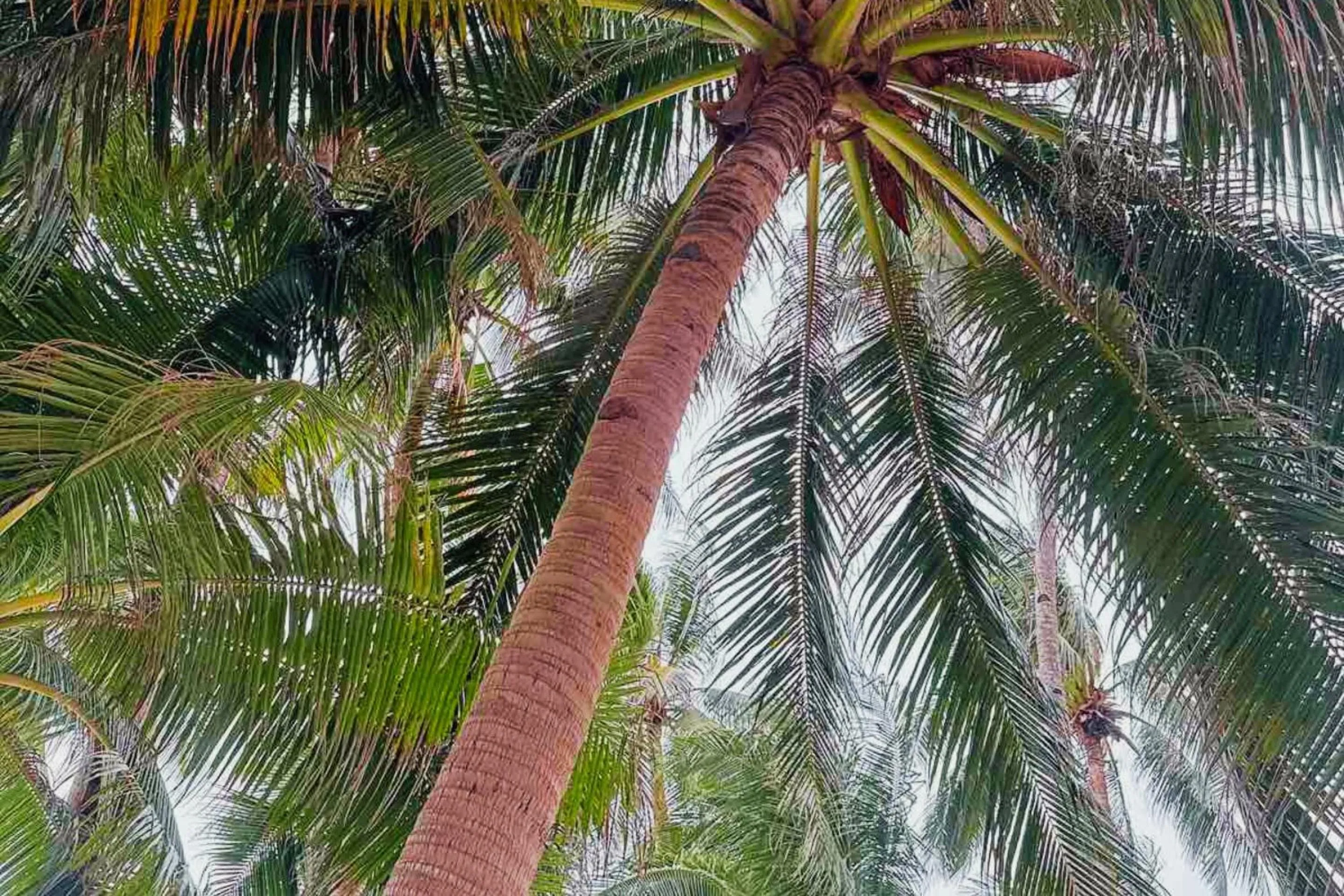 The Muse Beach Front Hotel Boracay
