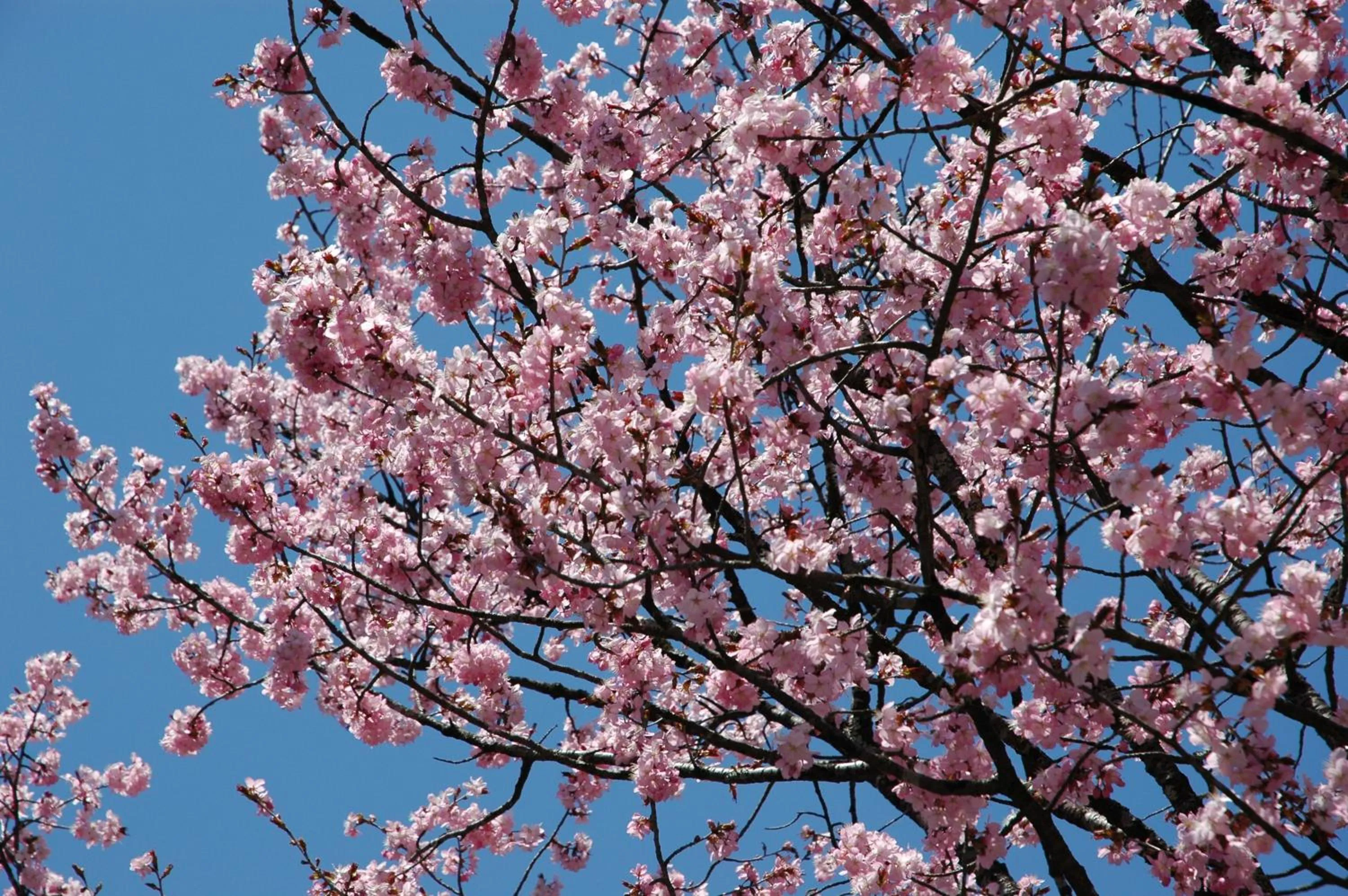 Nearby landmark in Nakao Kogen Hotel Kazaguruma