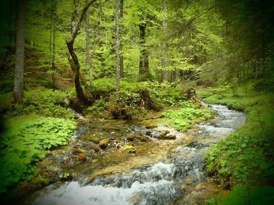 Natural landscape in Bed & Breakfast Der Tiroler