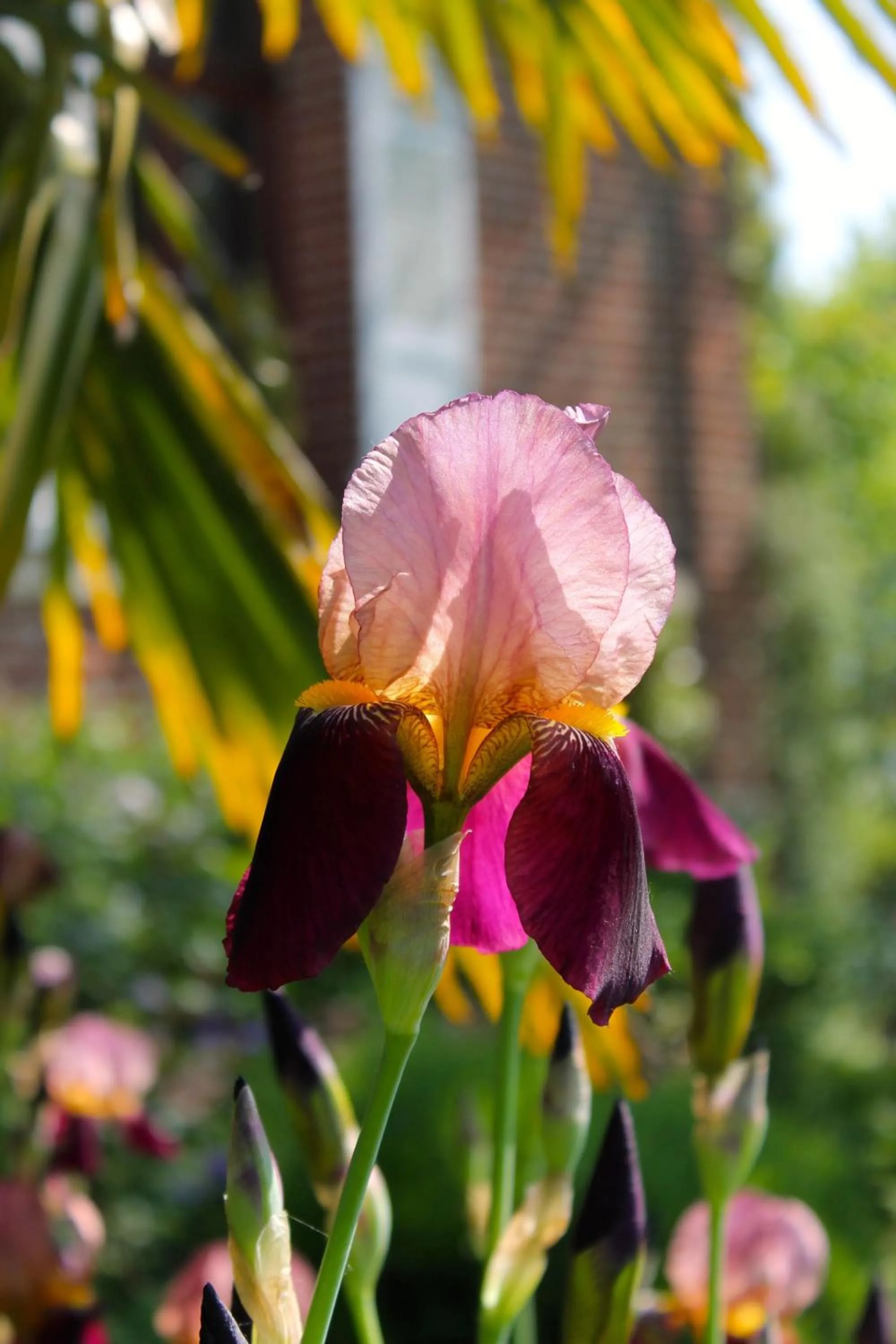 Garden in Comme une parenthèse au coeur des hortillonnages