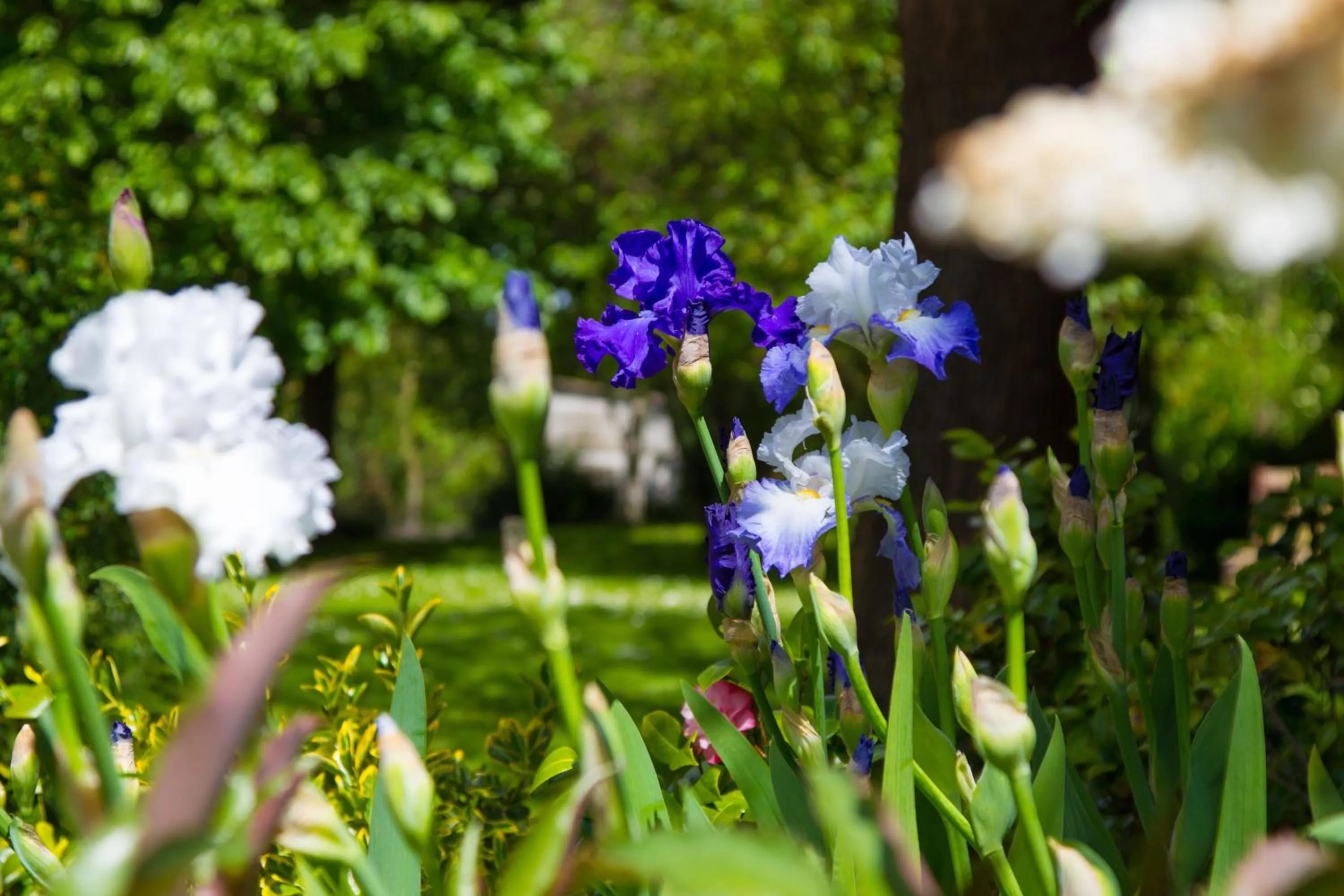 Garden in Comme une parenthèse au coeur des hortillonnages