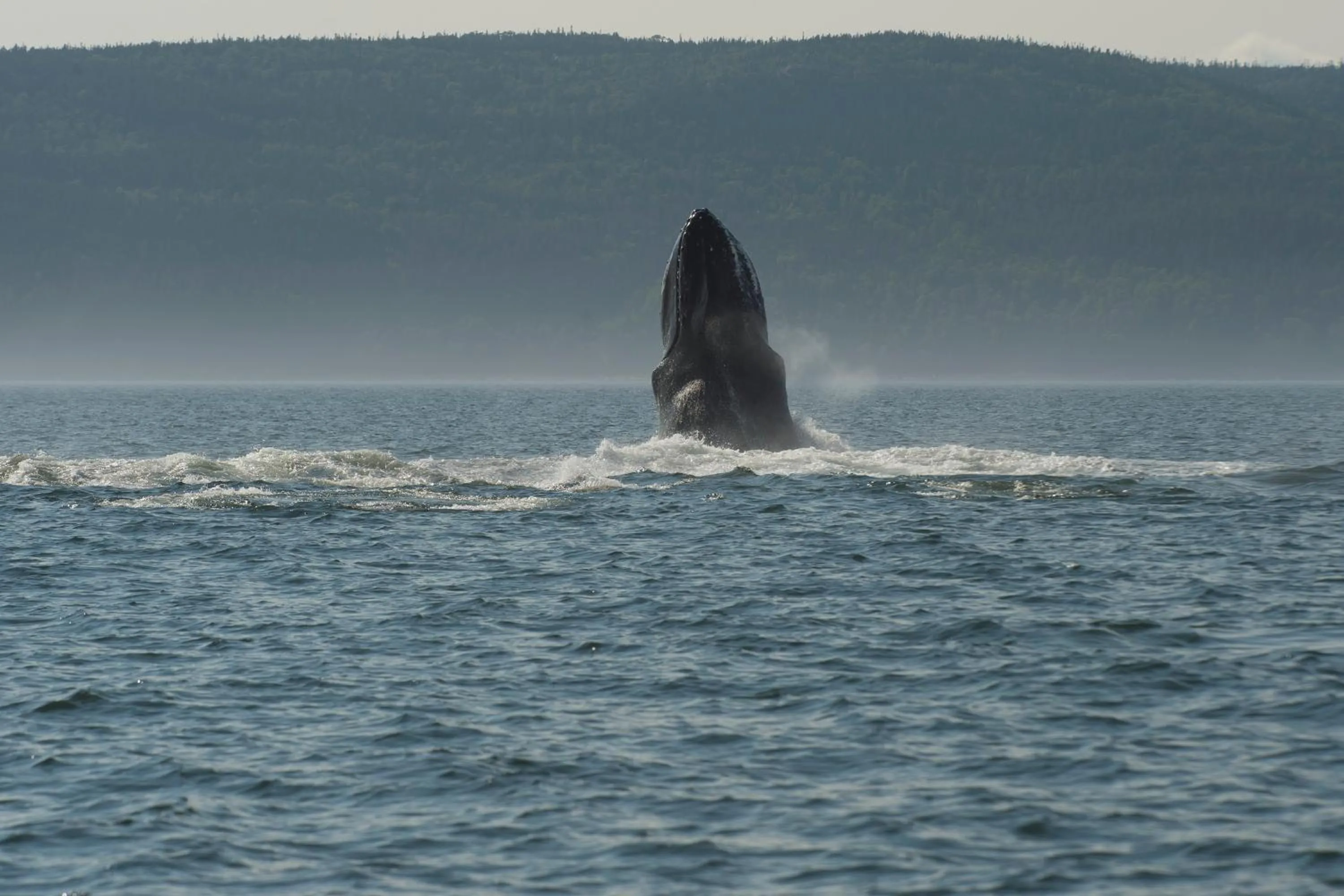 Area and facilities in Au Sommet du Fjord