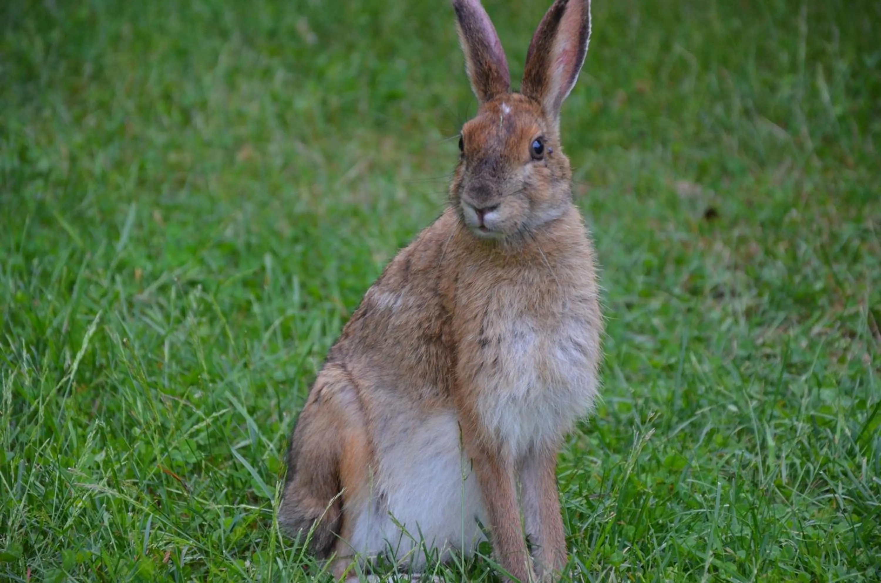 Spring in Au Sommet du Fjord