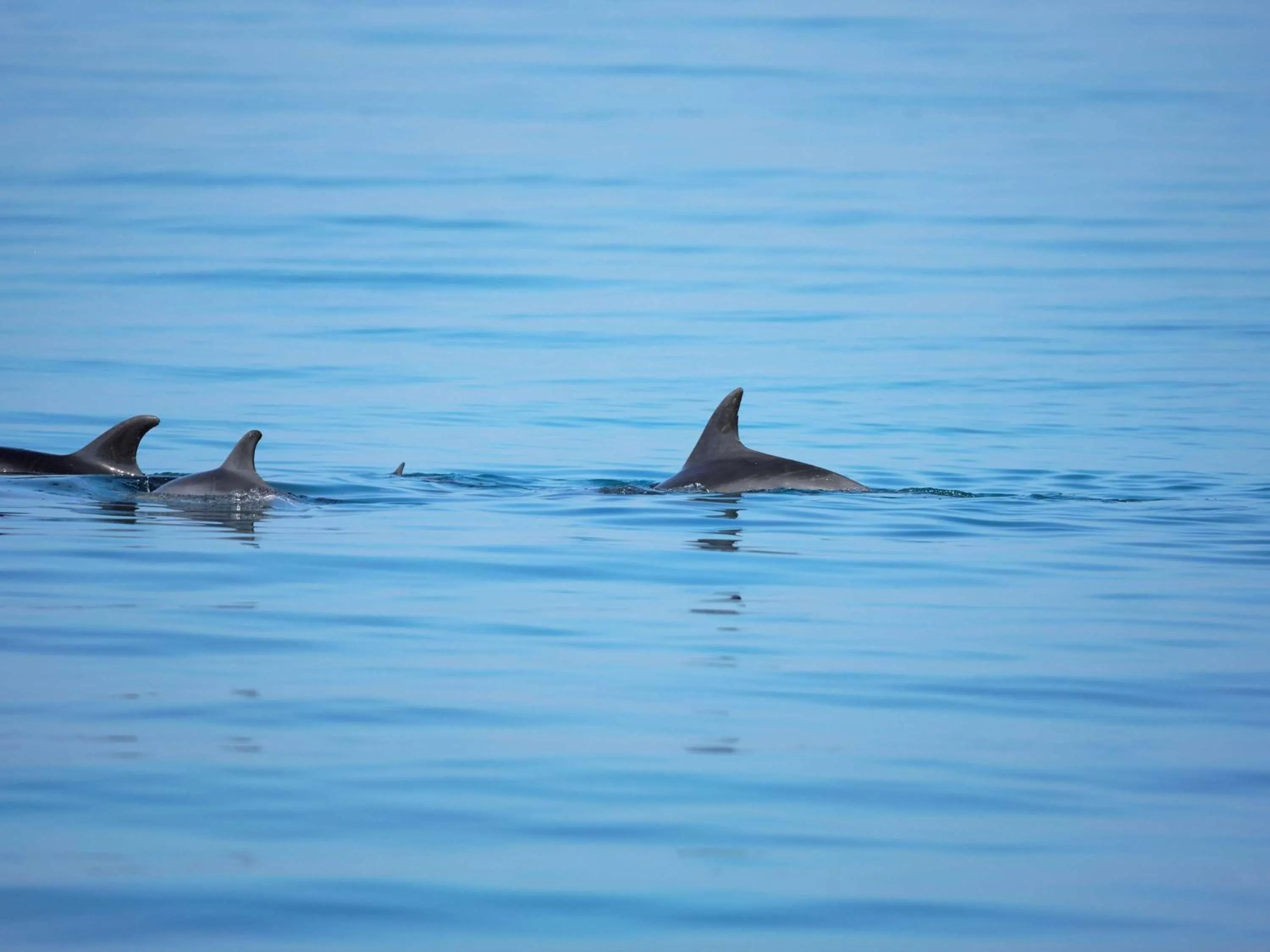 Other in Mövenpick Resort El Sokhna