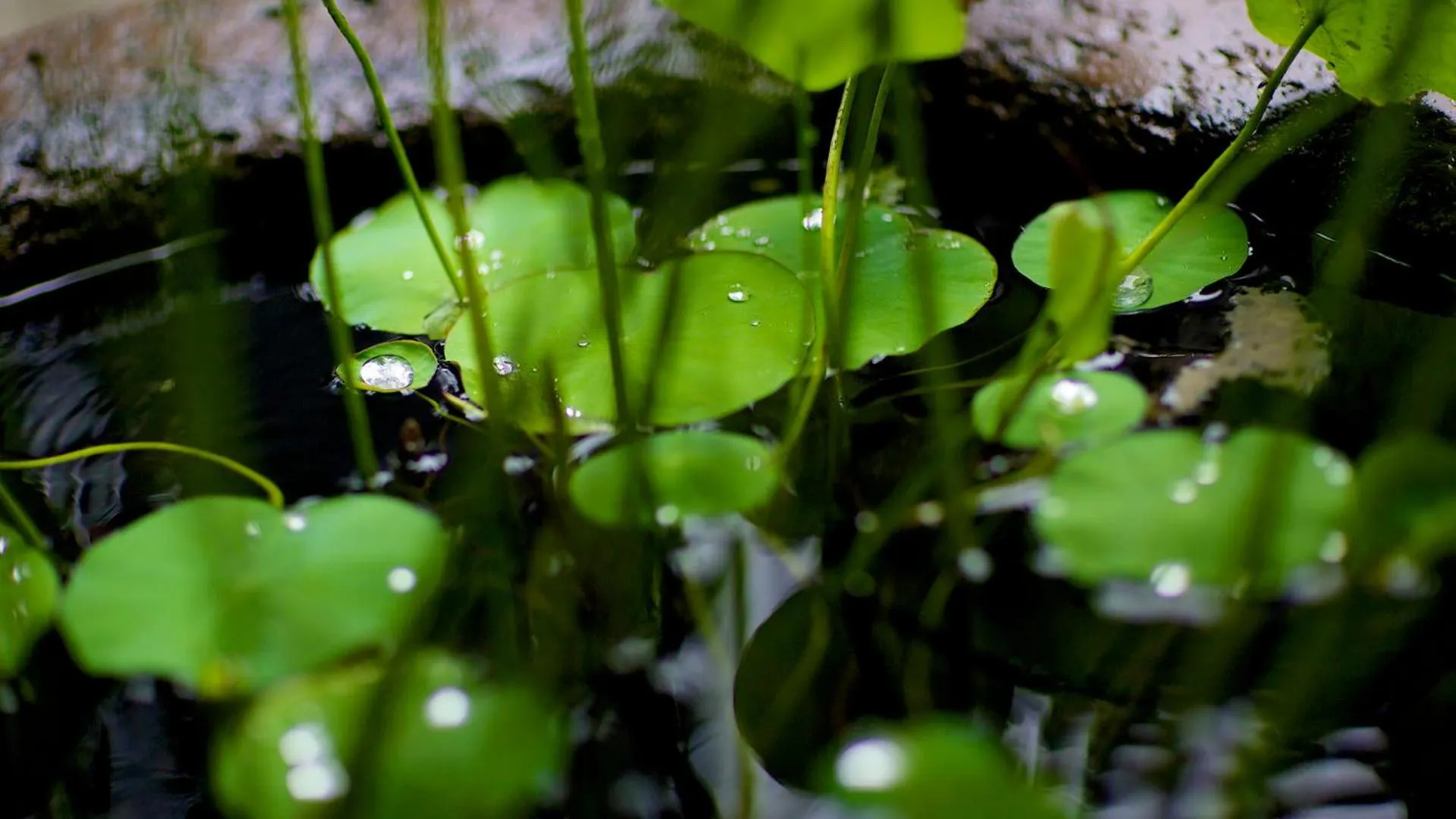 Jinjiang Inn - Chongqing Shopping & Entertainment Center
