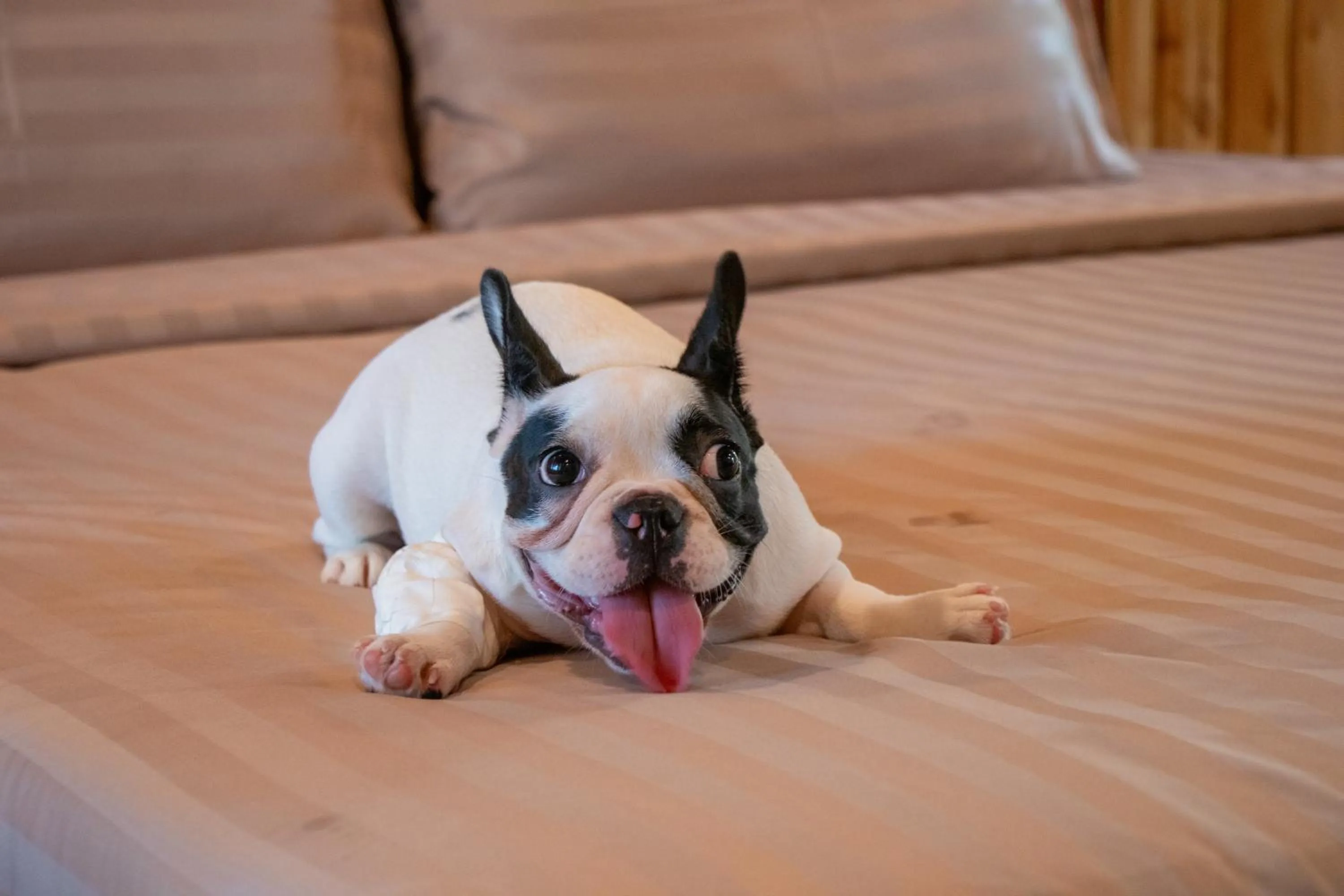 Pets in Rocky Point Resort