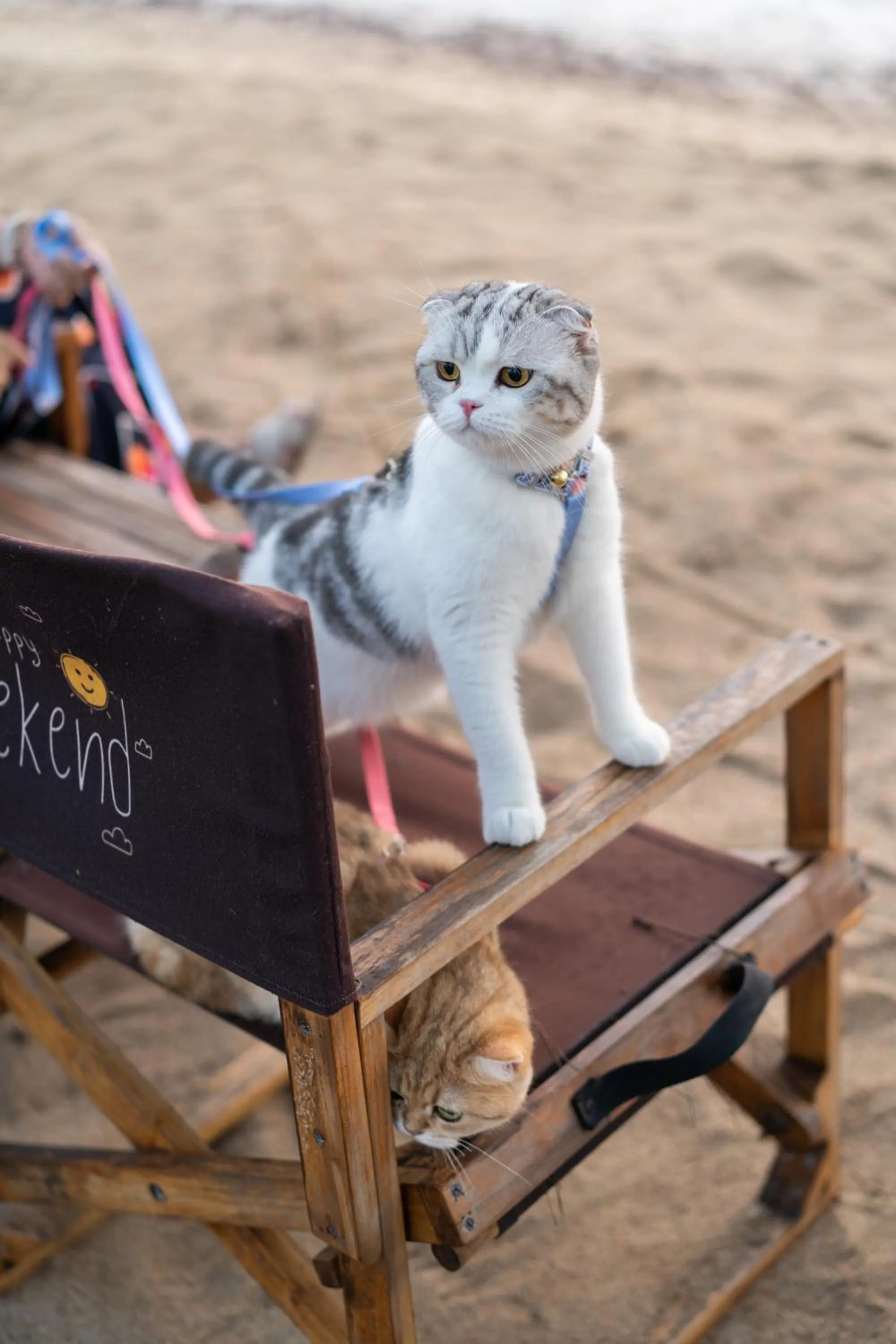 Pets in Rocky Point Resort