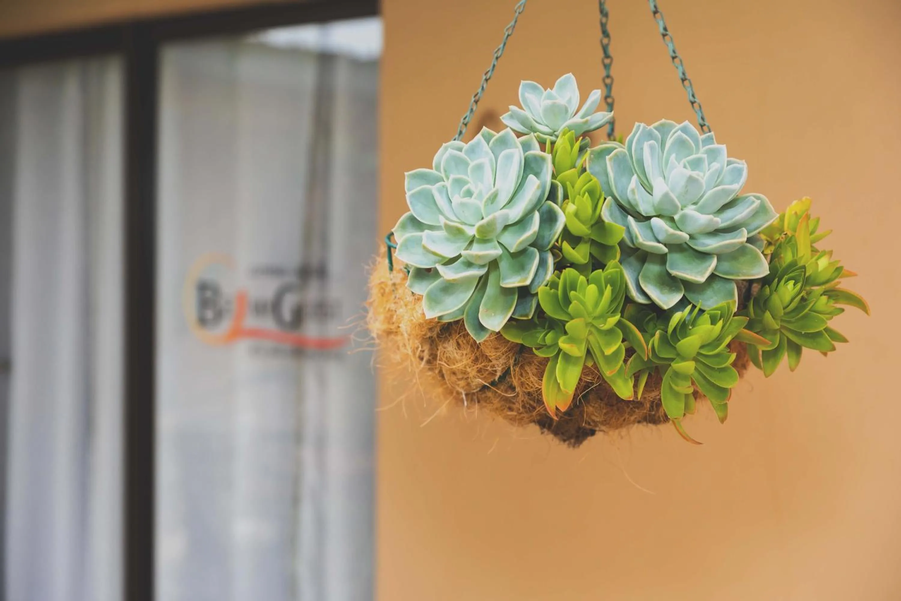 Garden in Be My Guest