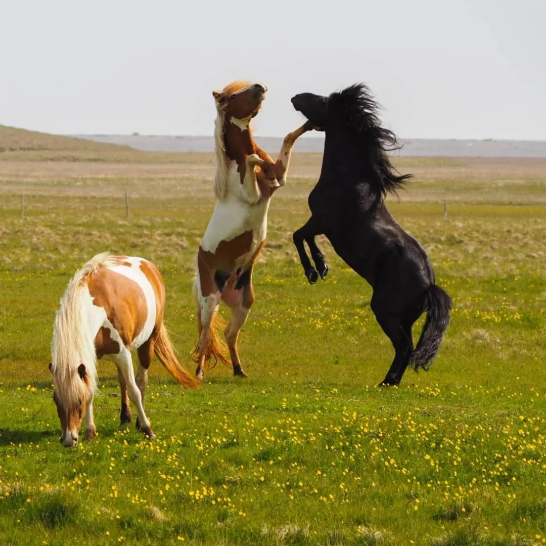 Natural landscape in Vagnsstadir Guesthouse