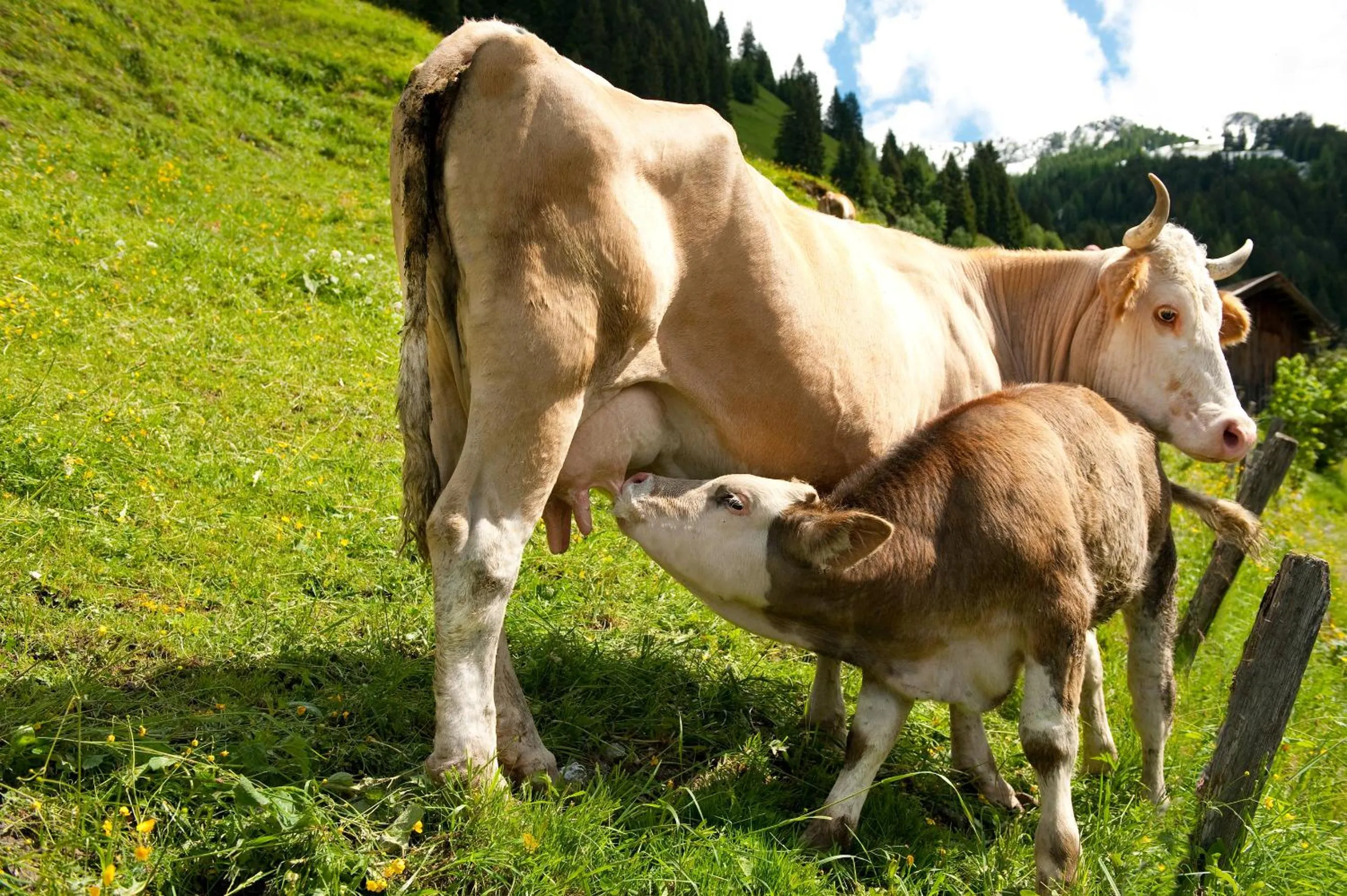 Area and facilities in Hotel Roslehen