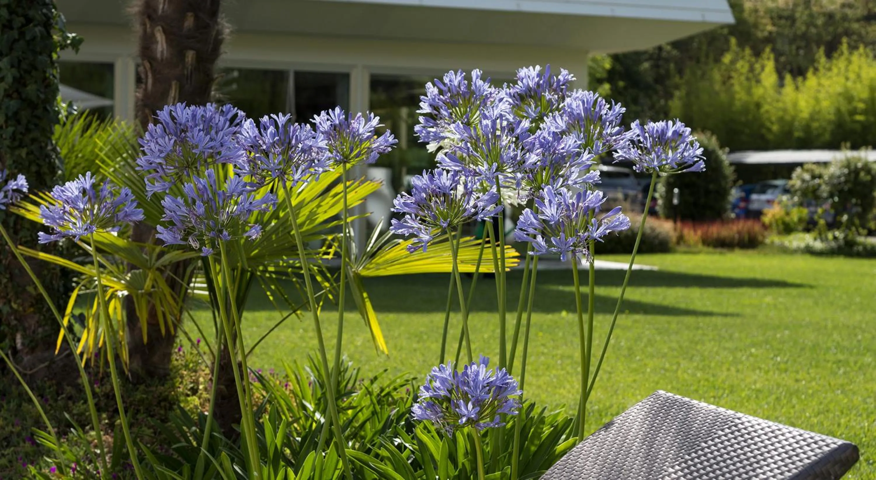 Garden in Hotel San Marco