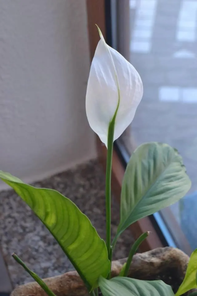 Decorative detail in Hotel Eugenio