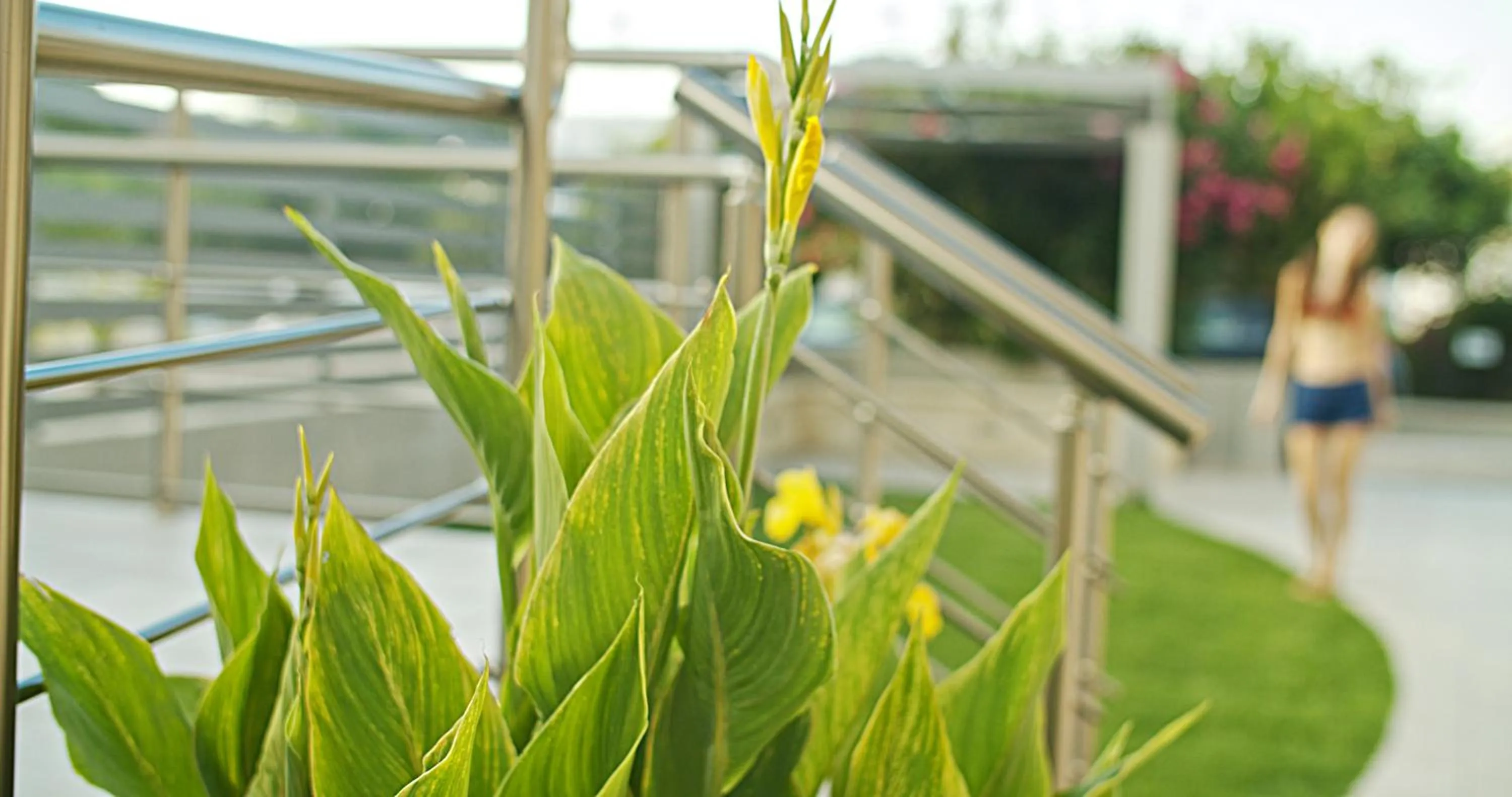 Garden in Waterlily Hotel Apartments