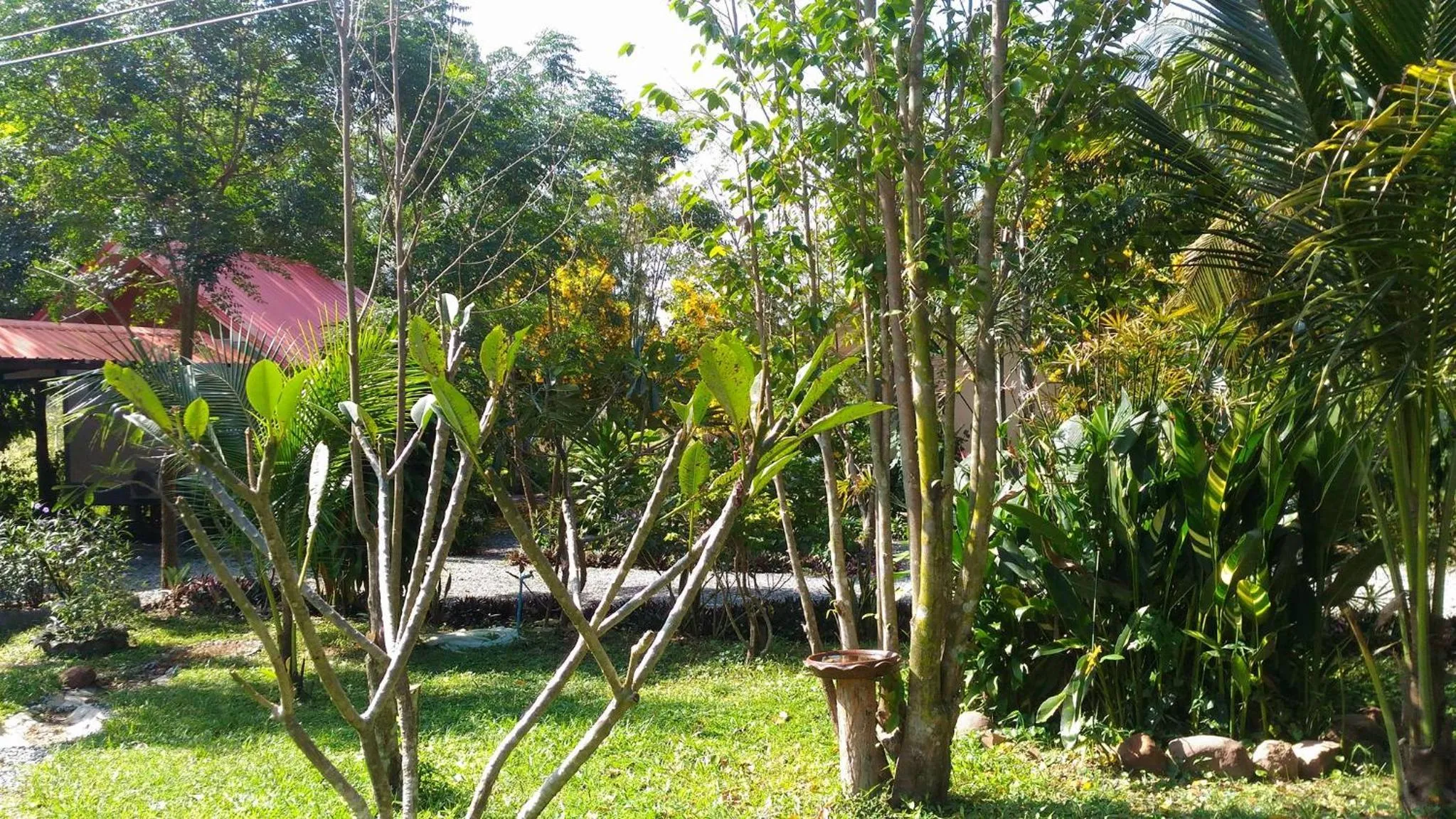 Garden in Areeya Resort