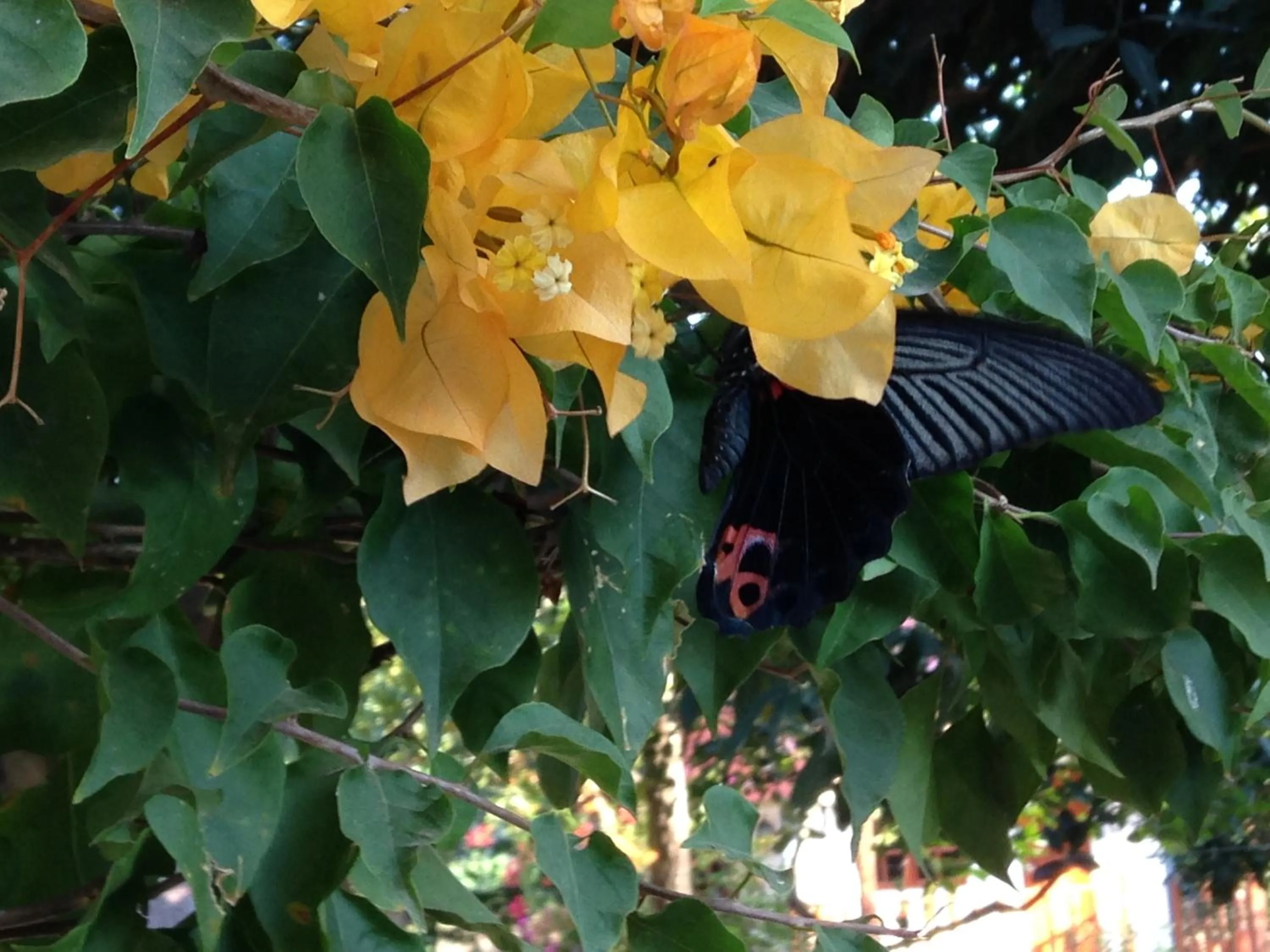 Animals in Areeya Resort