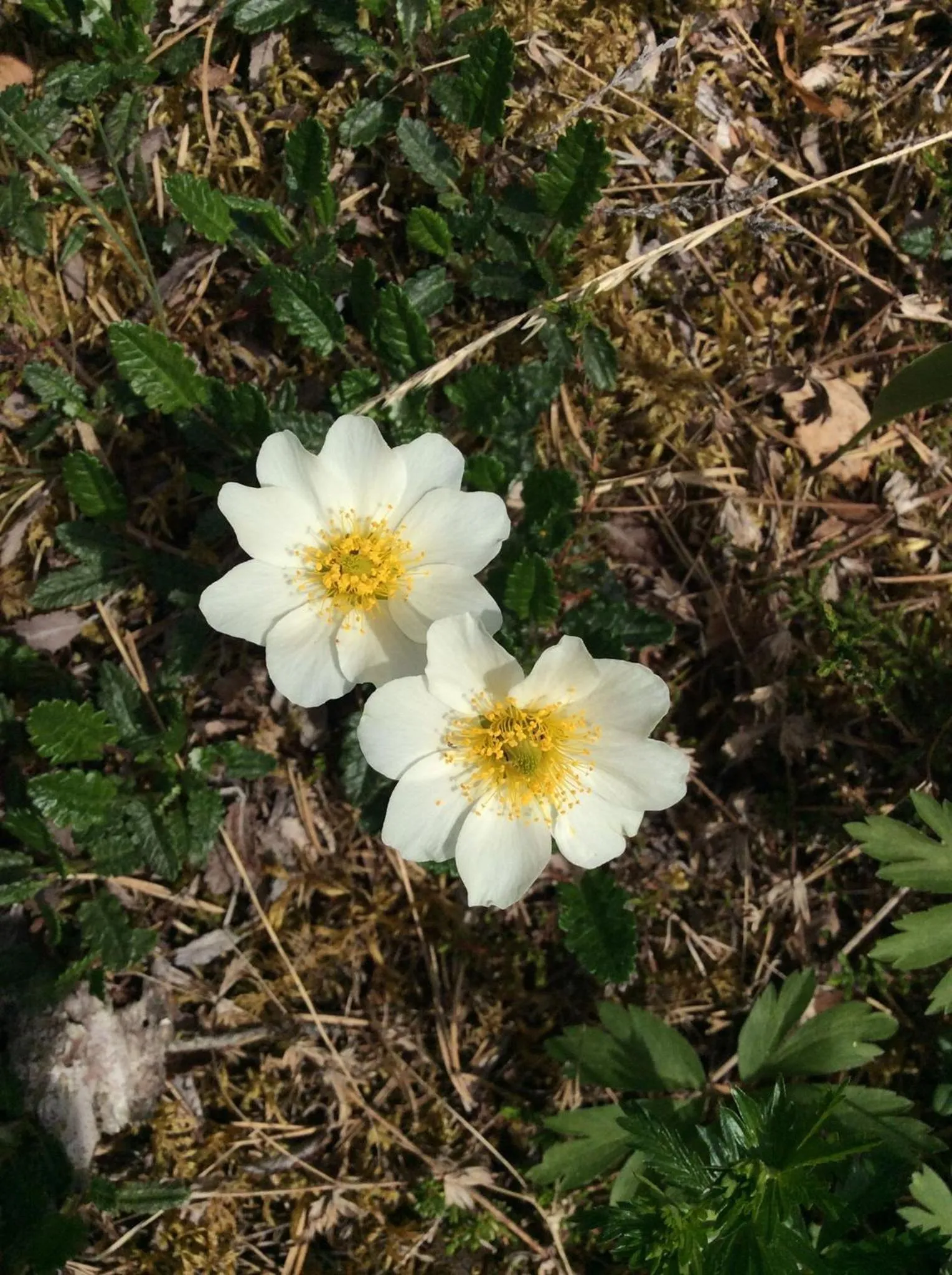Nearby landmark in Grana Bryggeri