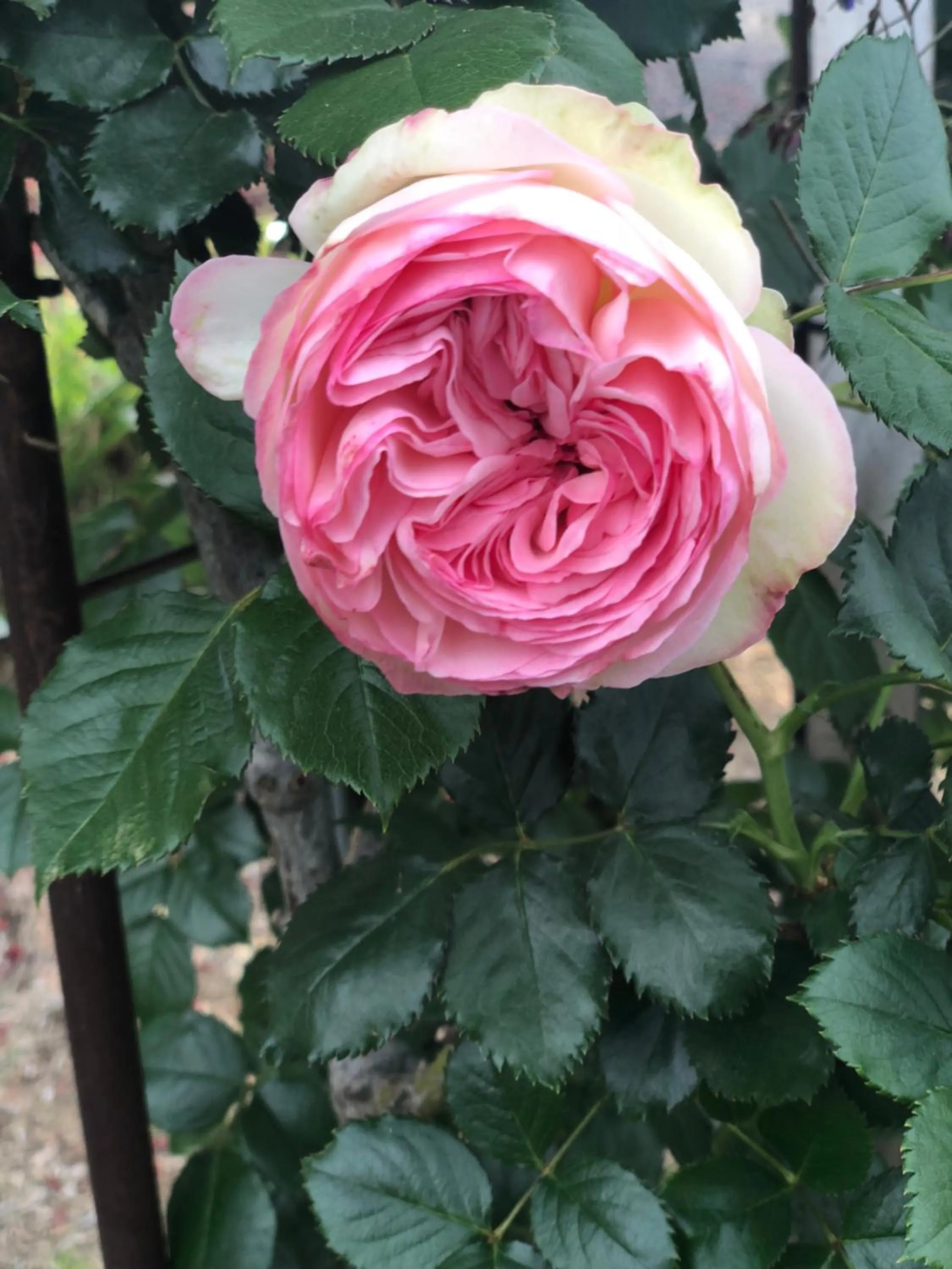 Garden view in Valley View Motel