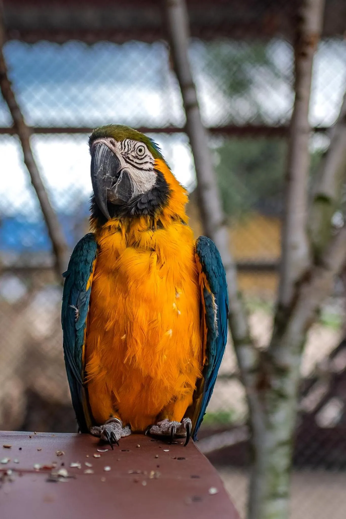 Animals in Hotel Park Kajetany