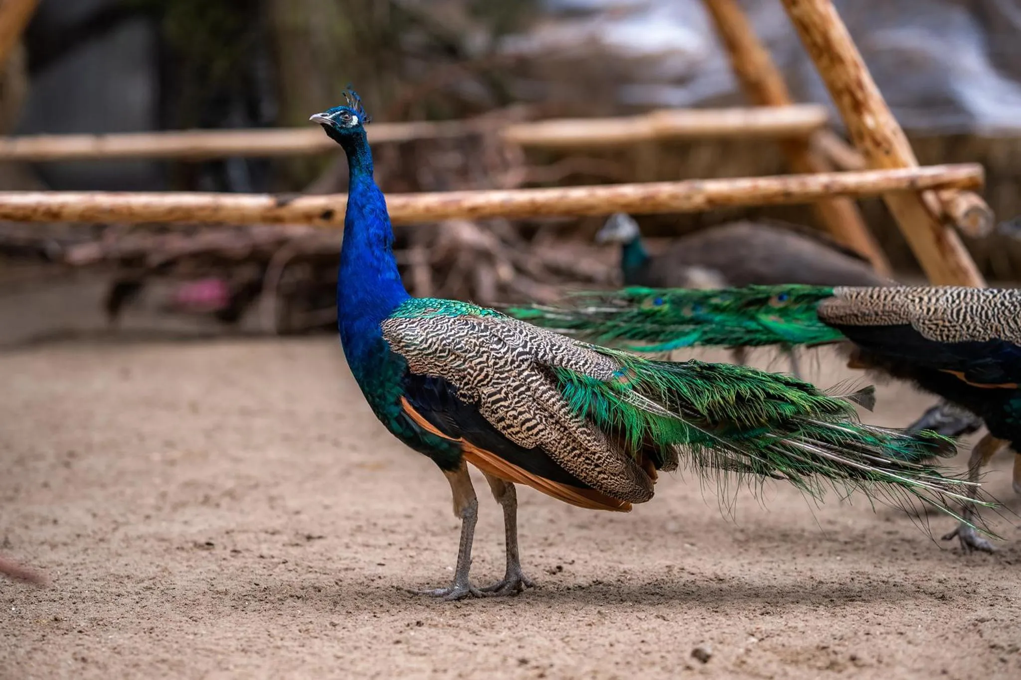 Animals in Hotel Park Kajetany