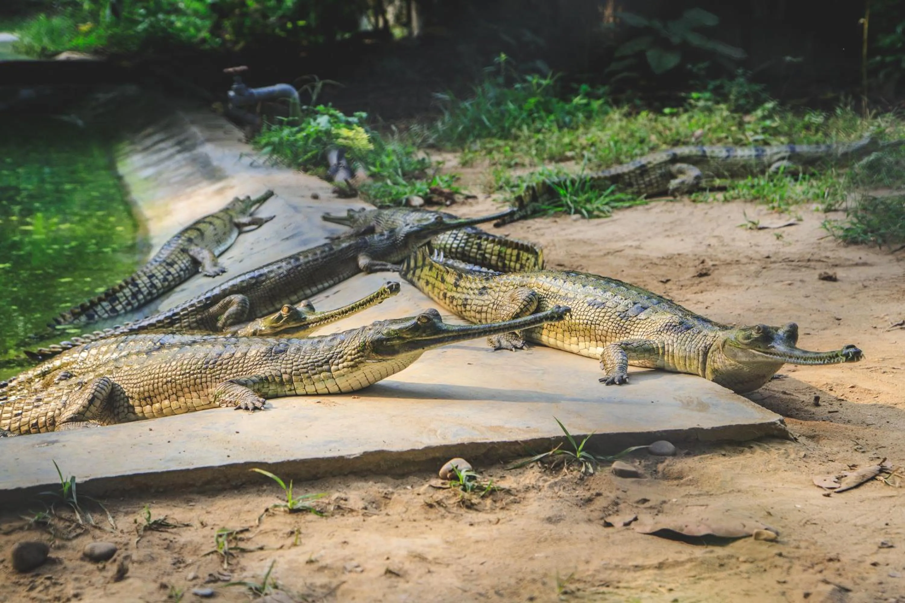 Activities in Jagatpur Lodge by Annapurna