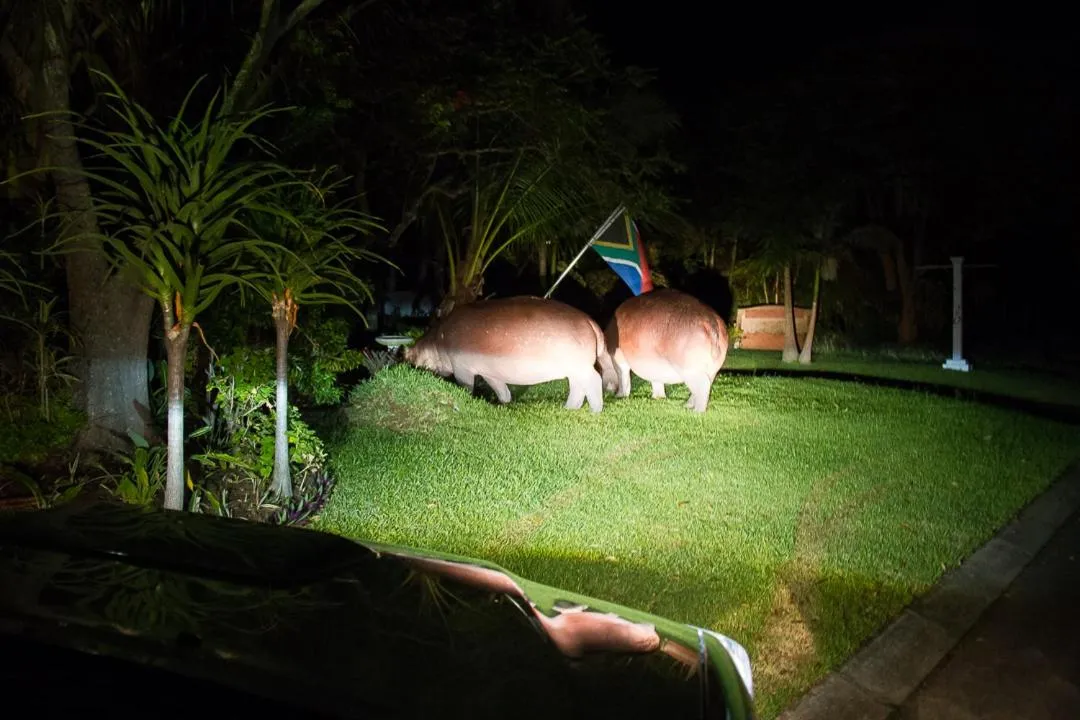 Animals in St. Lucia Wetlands Guest House