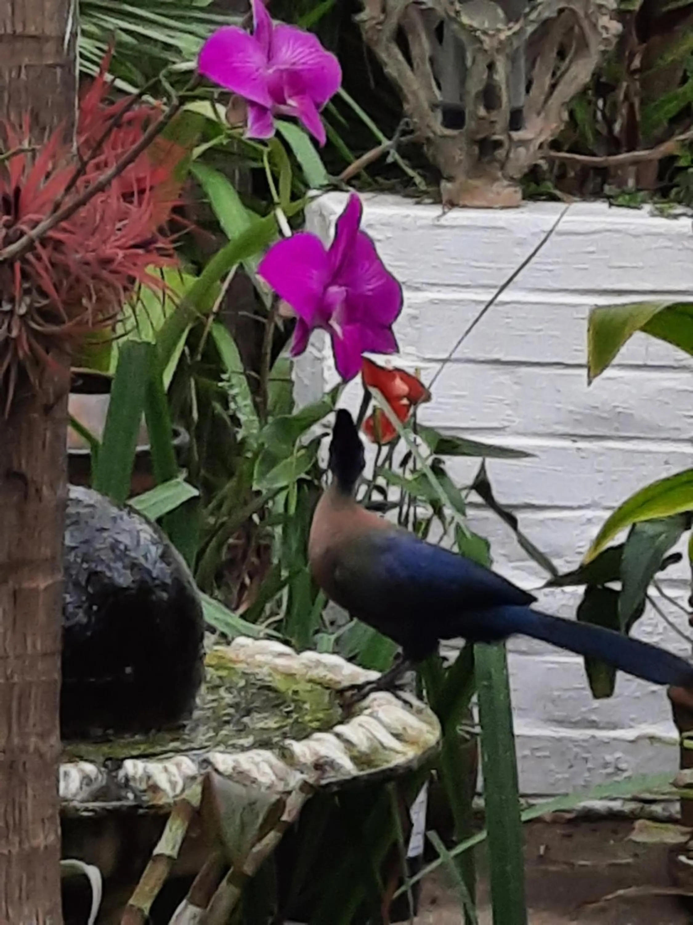 Garden in St. Lucia Wetlands Guest House