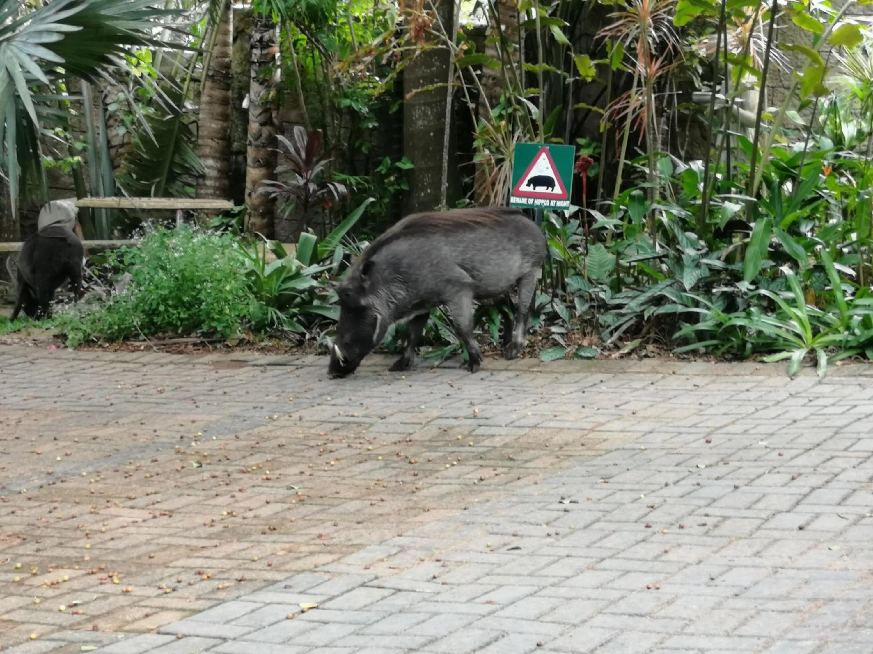 Animals in St. Lucia Wetlands Guest House