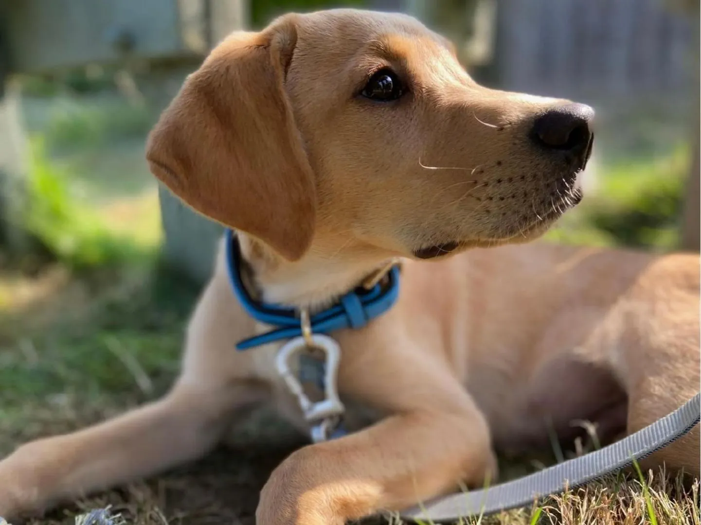 pet friendly in The View Hotel