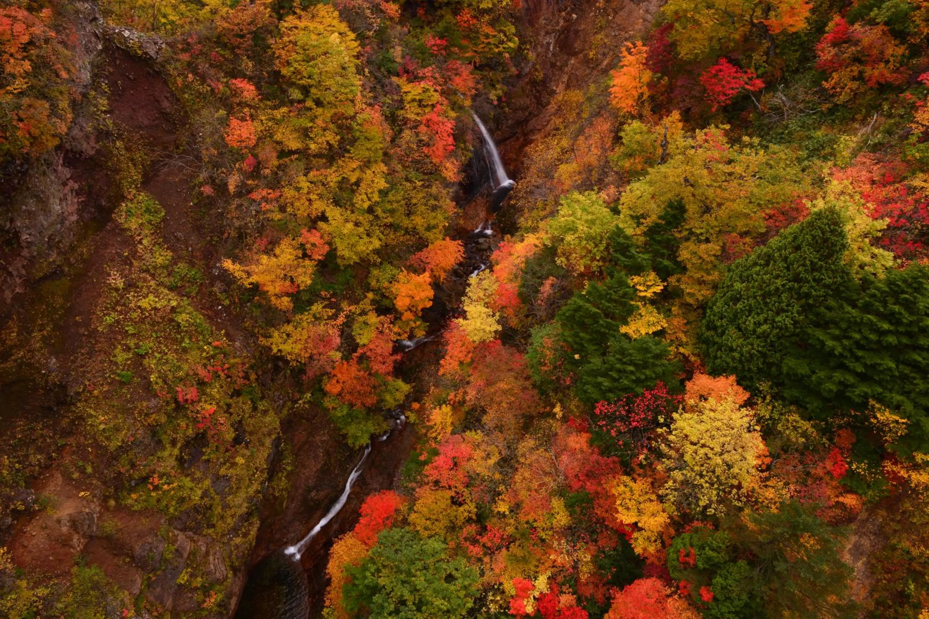 Country Inn Mori no Gorilla