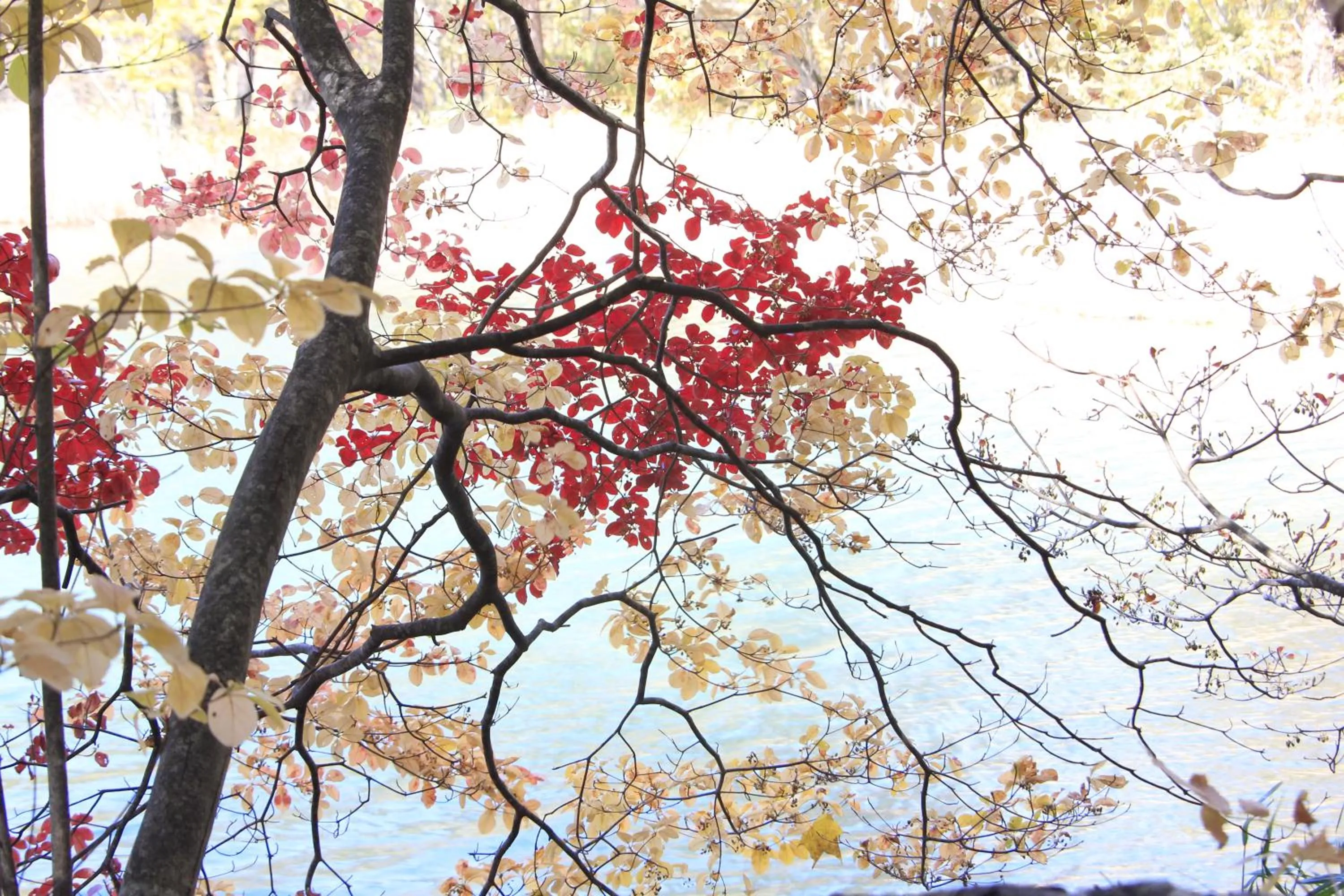 Country Inn Mori no Gorilla