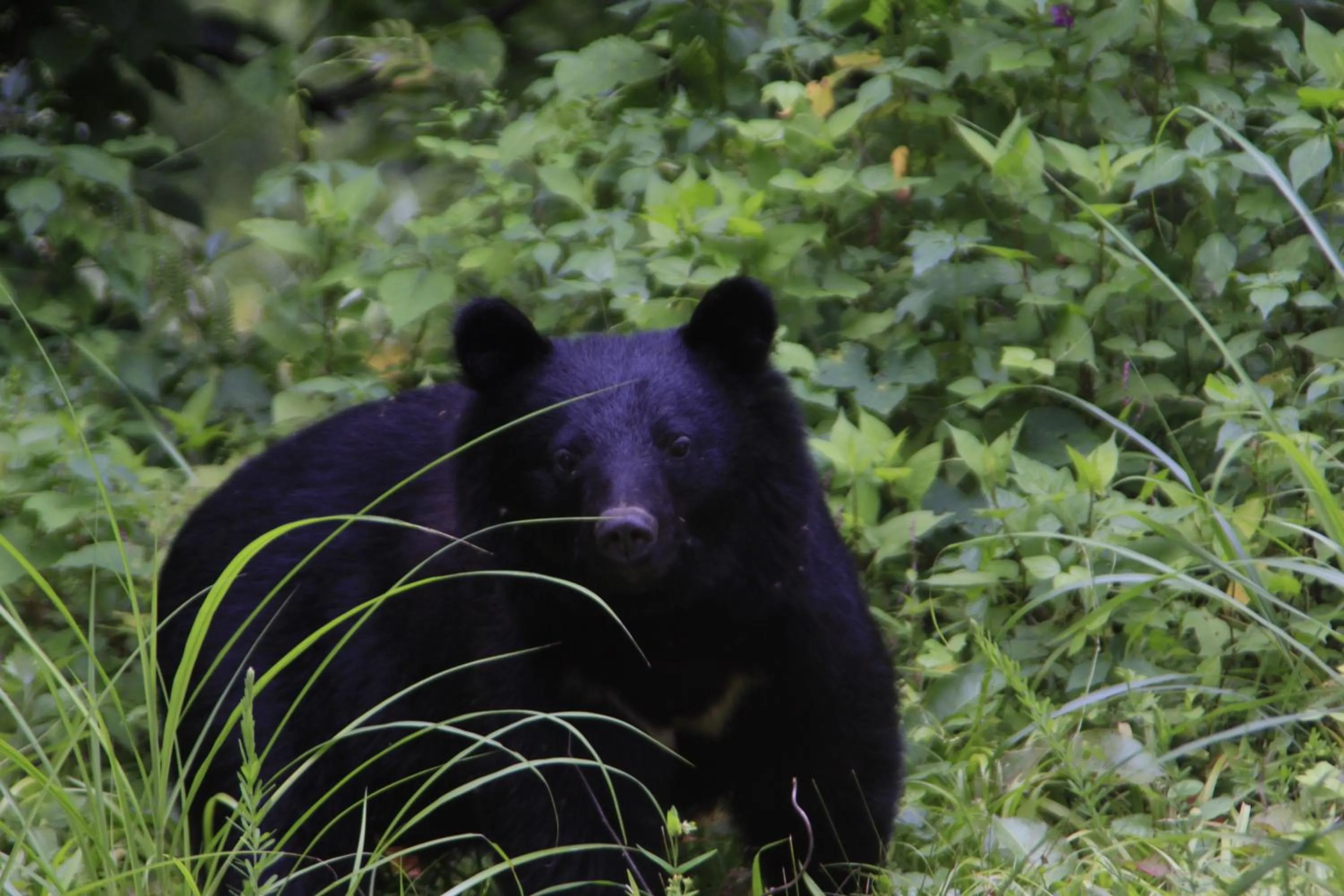 Country Inn Mori no Gorilla