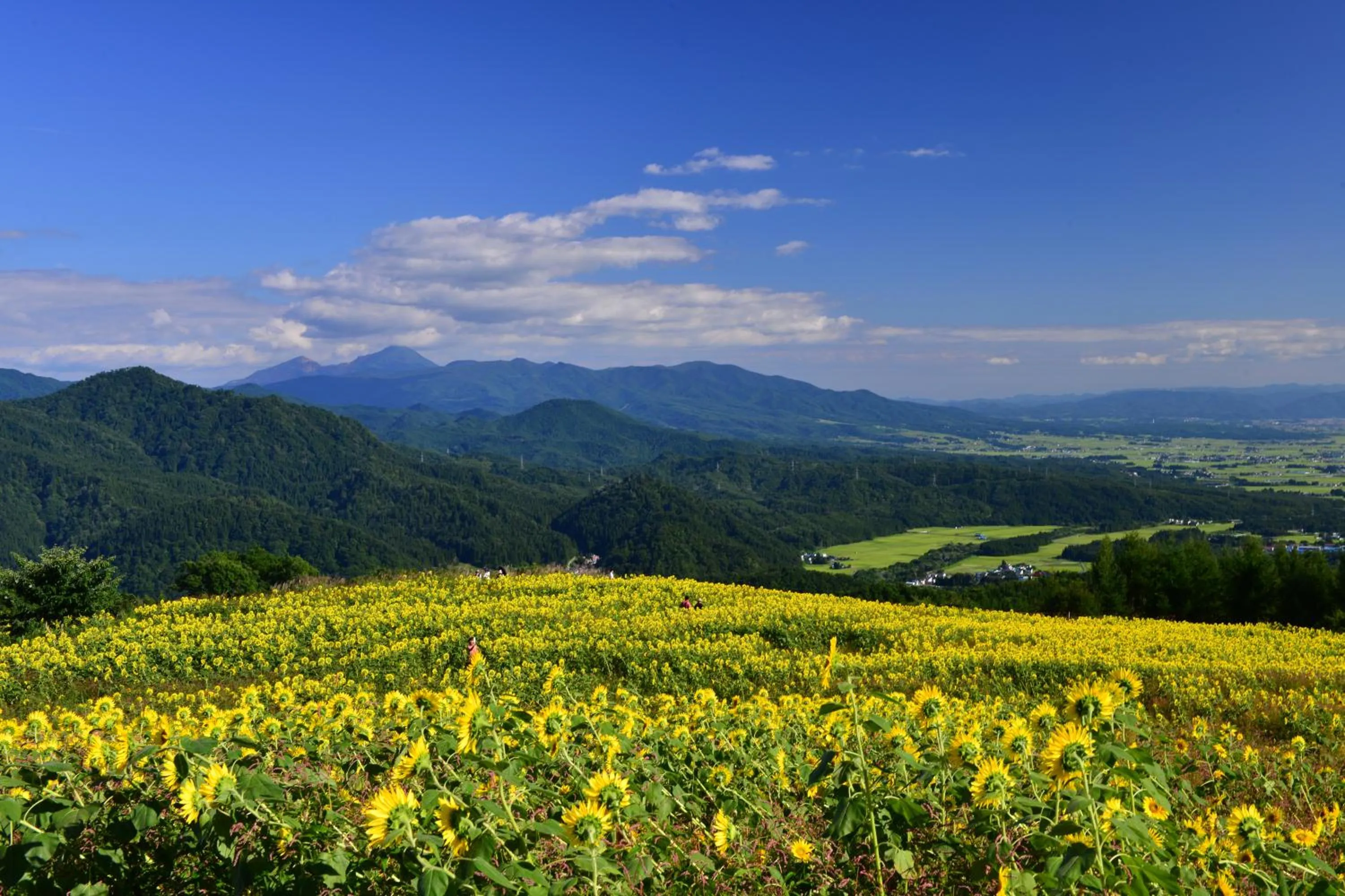 Country Inn Mori no Gorilla