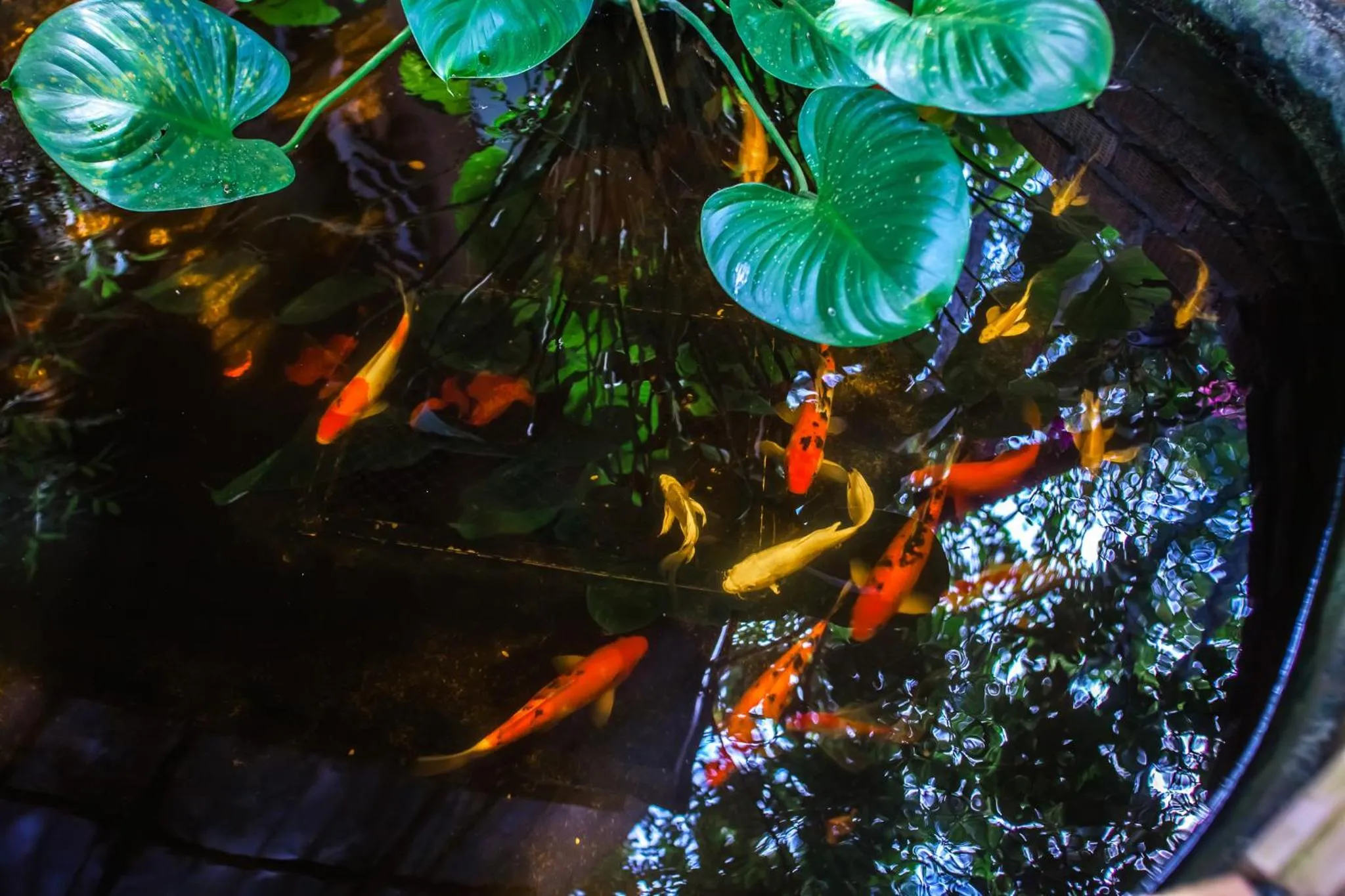 Natural landscape in The Vatika Resort and Spa