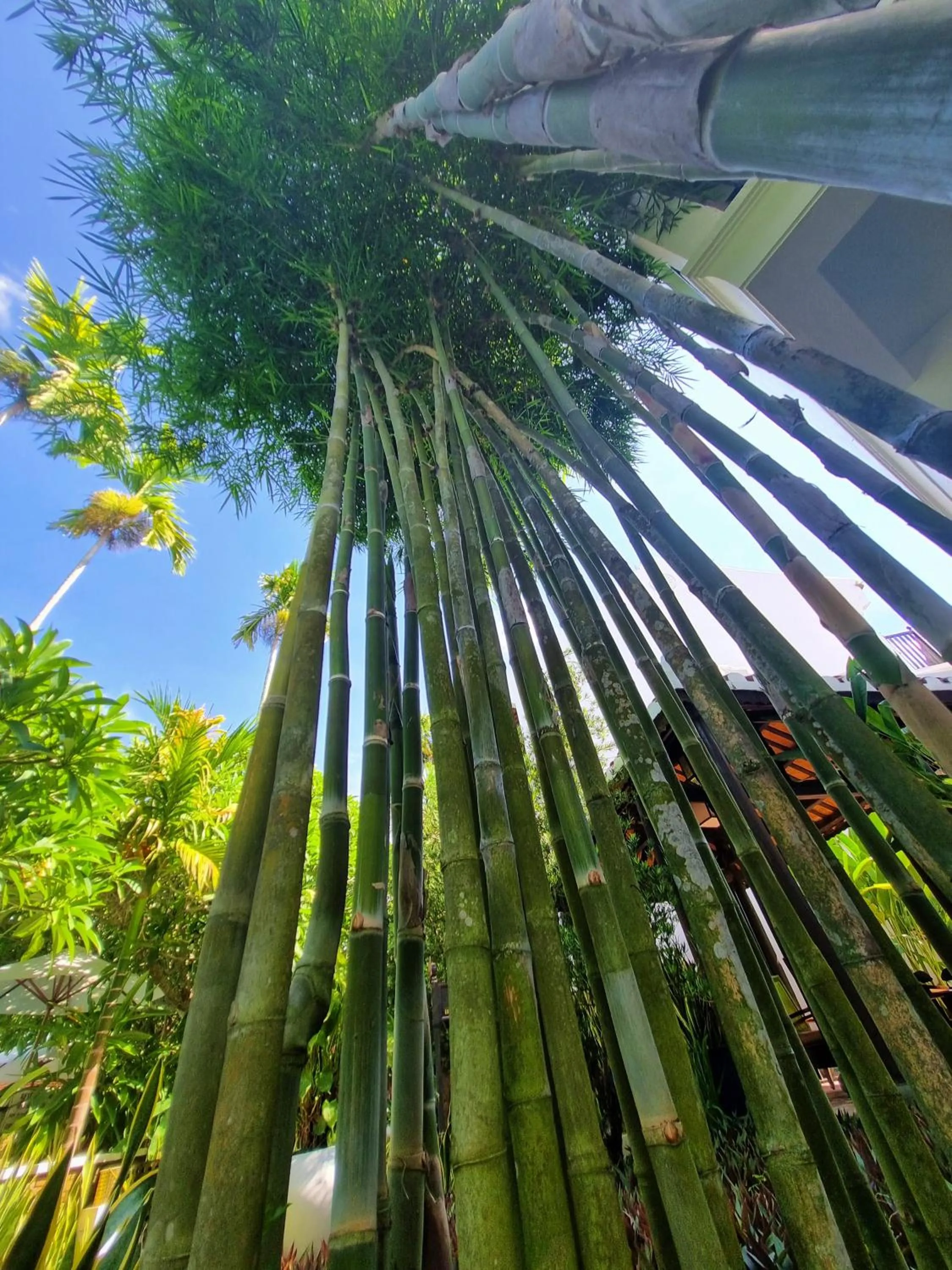 Garden view in Hoi An Ancient House Resort & Spa