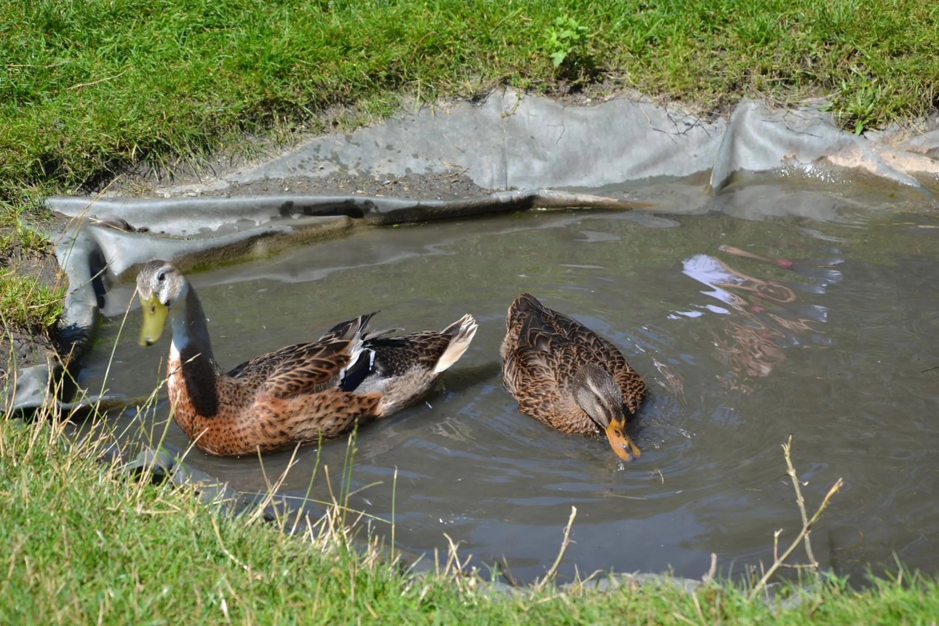 Other in Feriendorf Ponyhof
