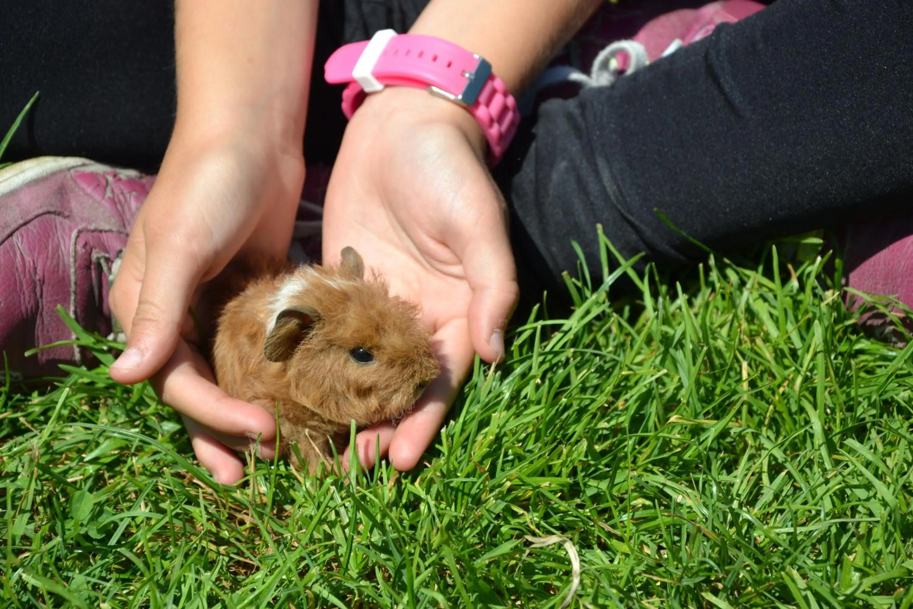Animals in Feriendorf Ponyhof
